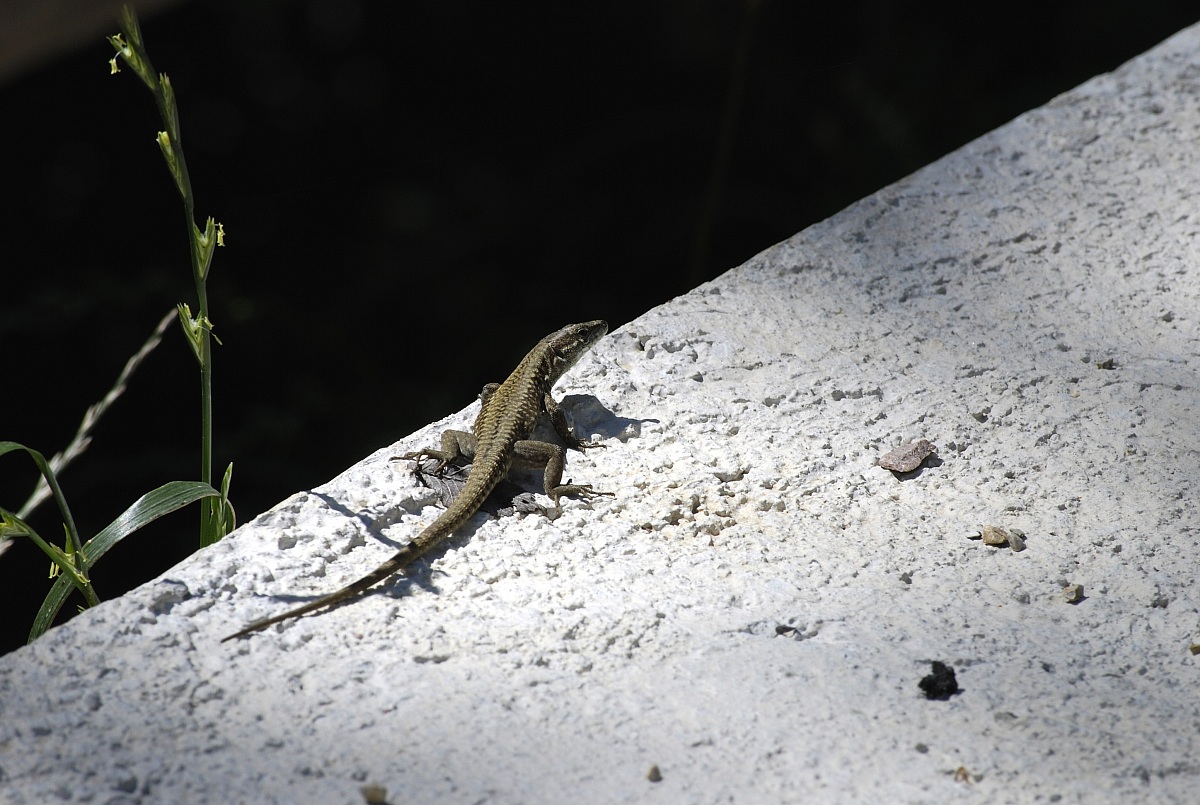 crogiula lizard in the sun