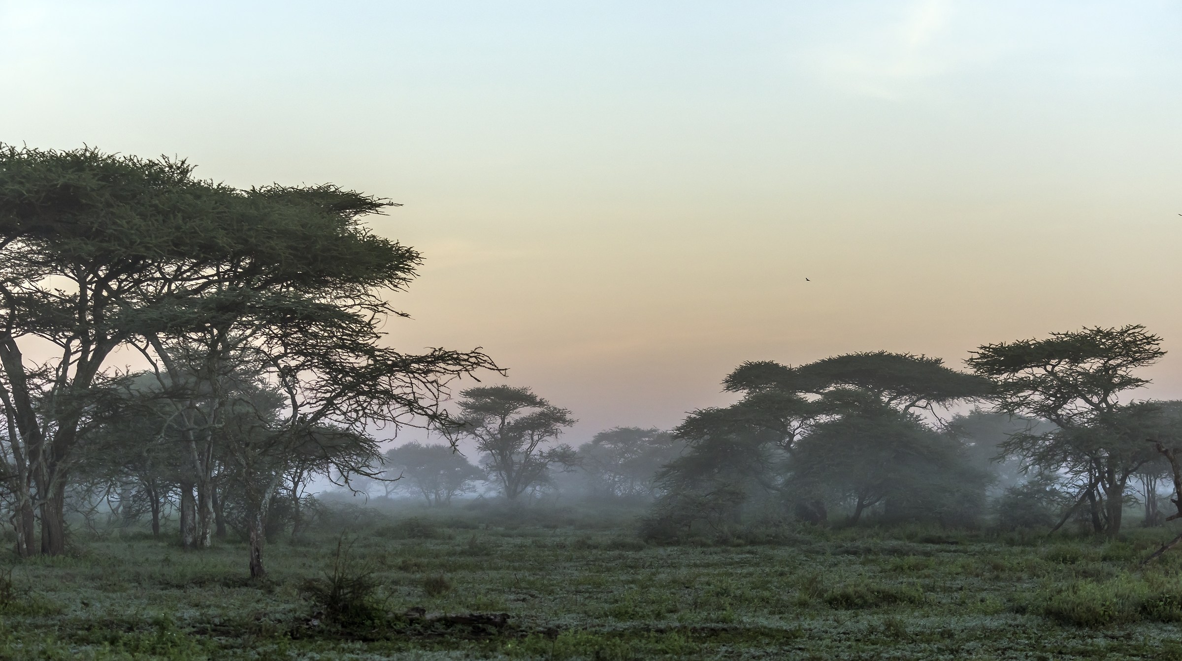 Tanzania 2017 - Alba sul bush
