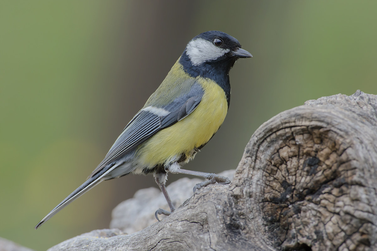 titmouse