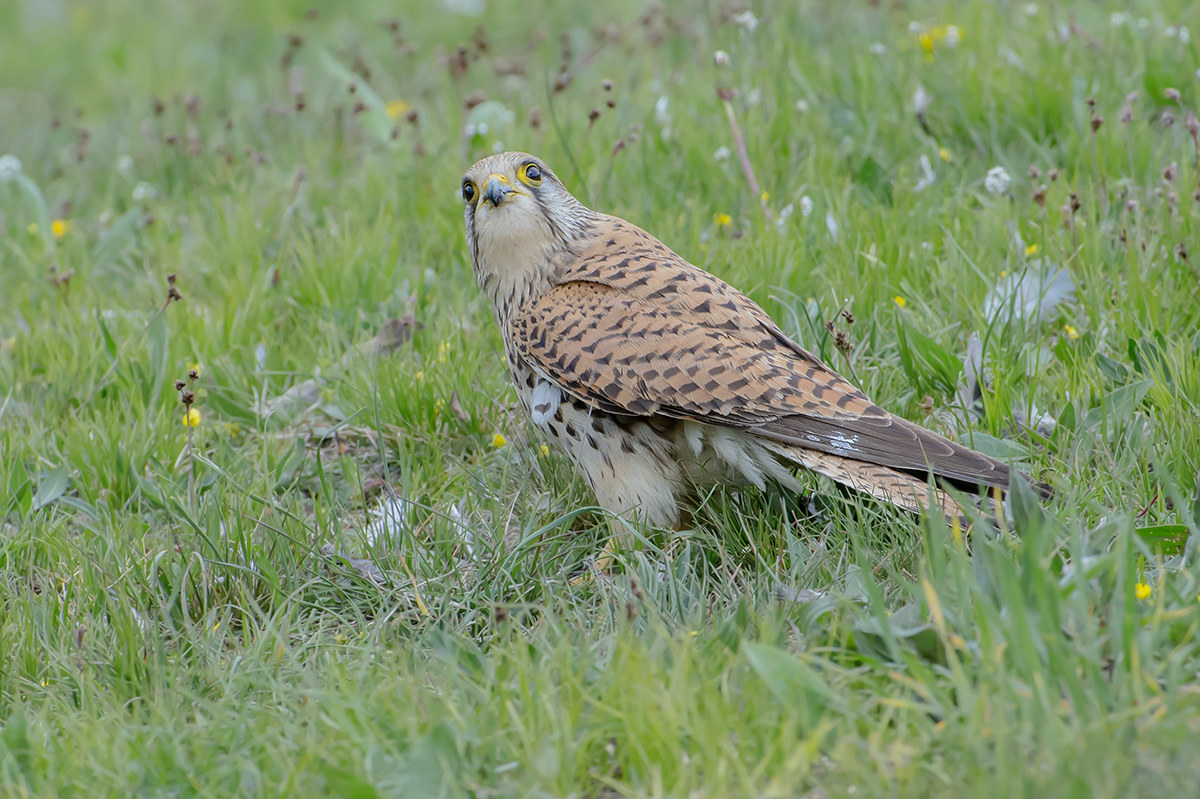gheppio a terra va a fiorellini