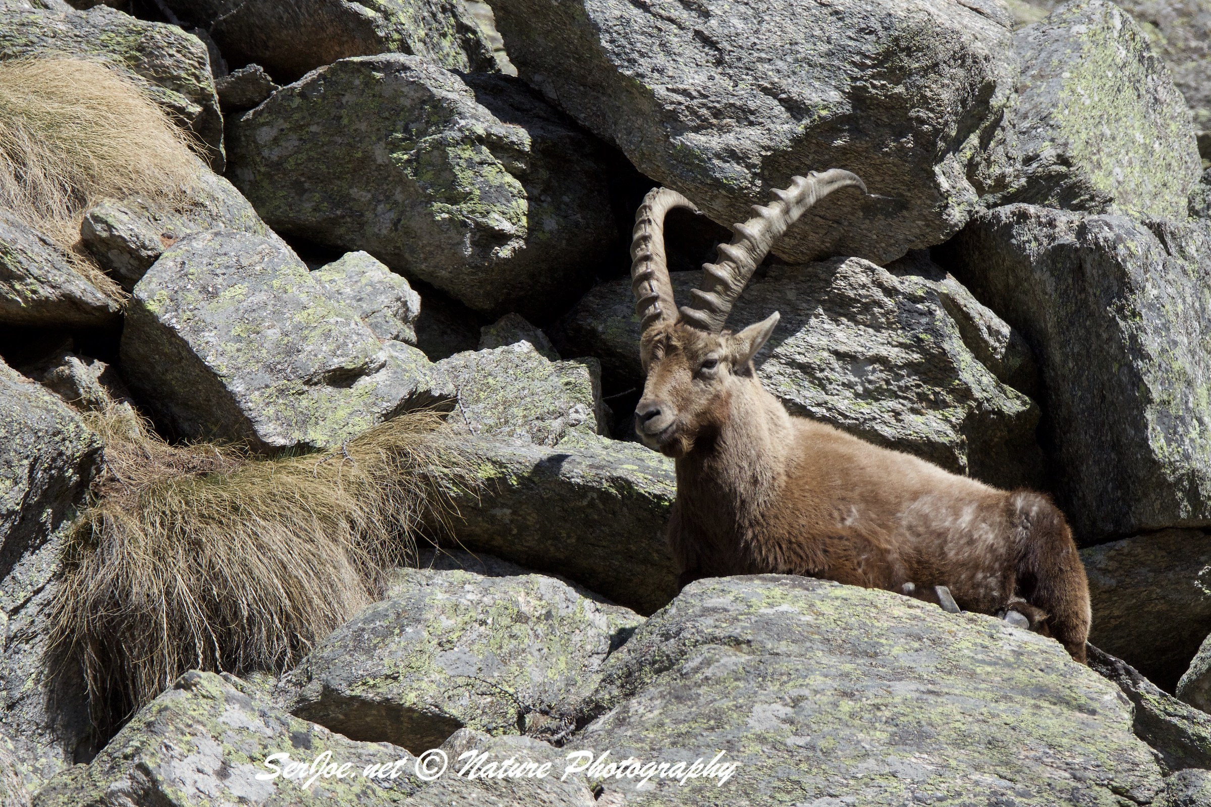 ibex