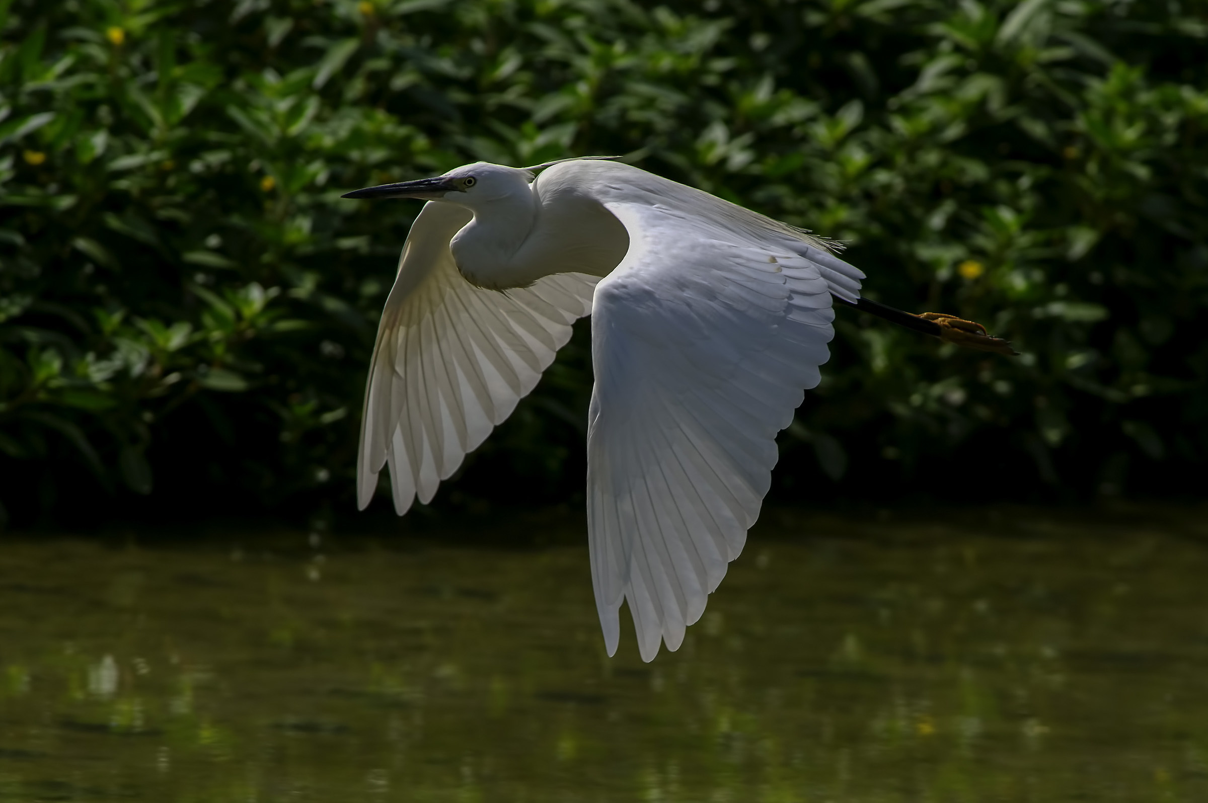 Egret in flight
