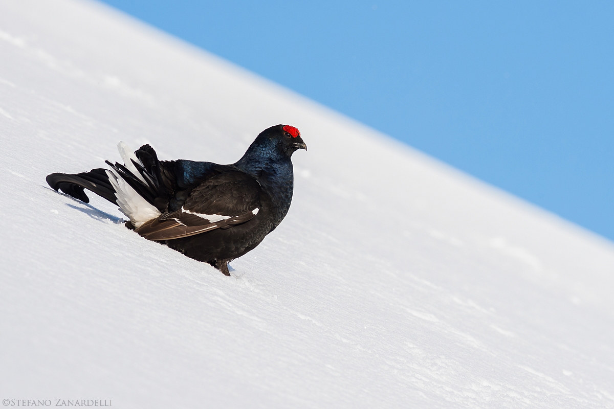 Ritratto di Forcello...