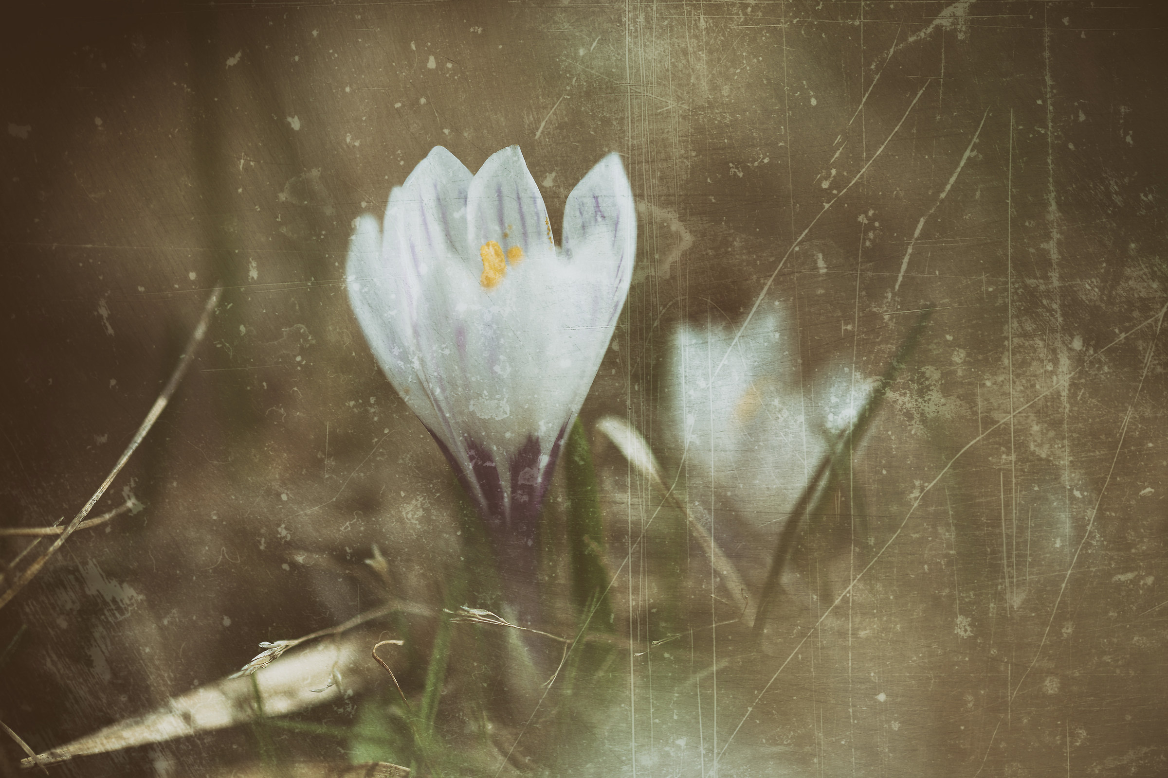 "Old" Crocus