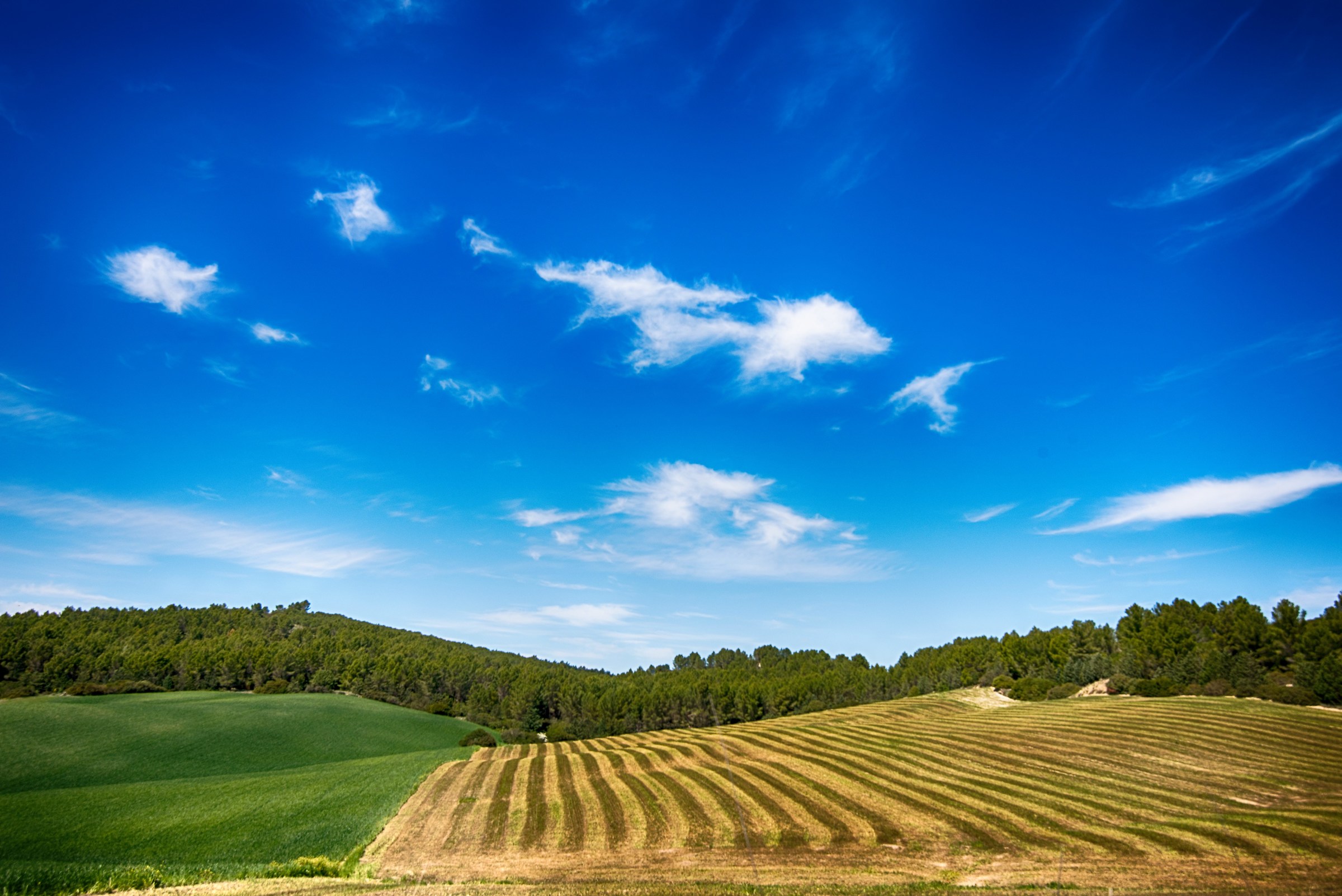 La primavera a strisce