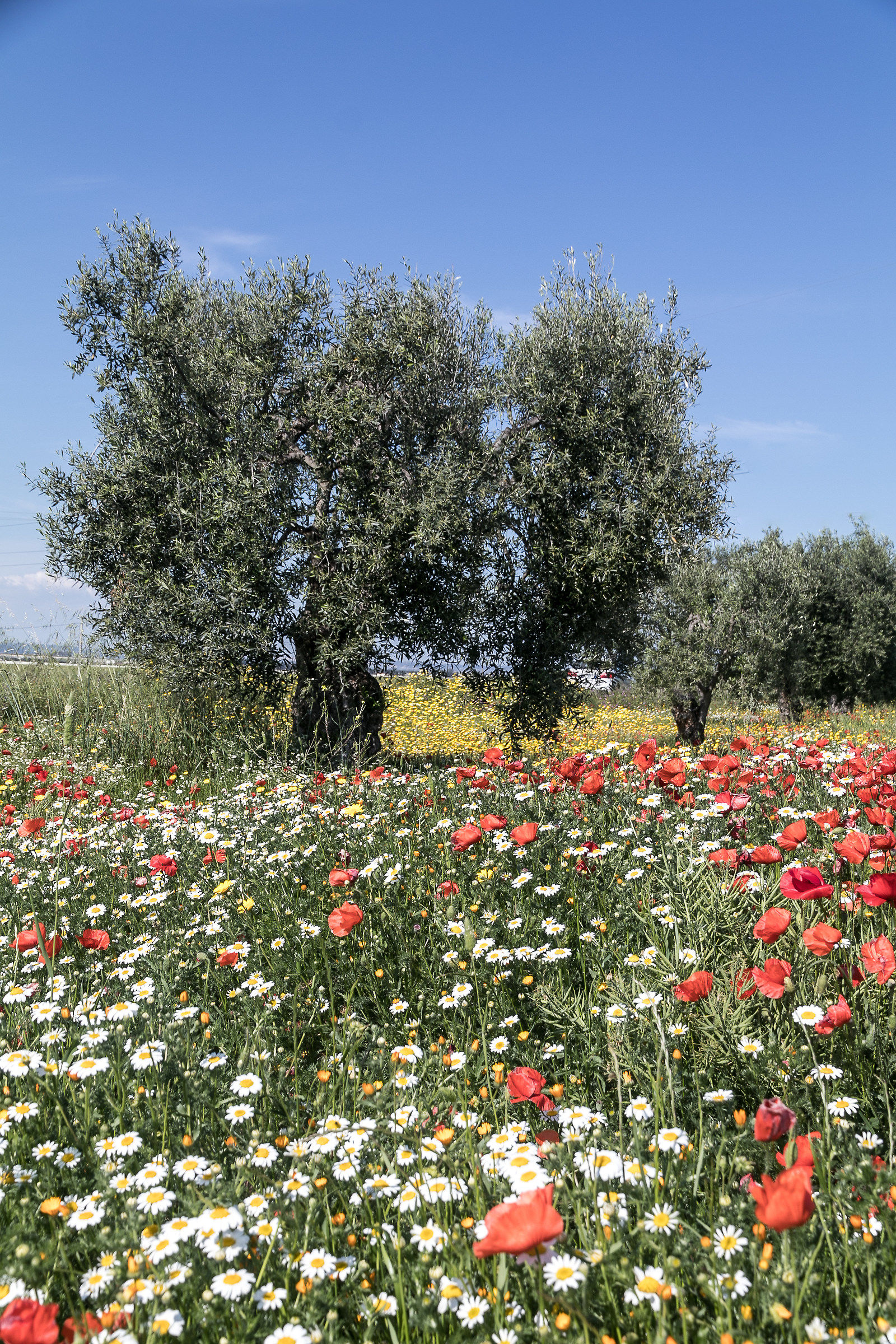 The colors of the countryside