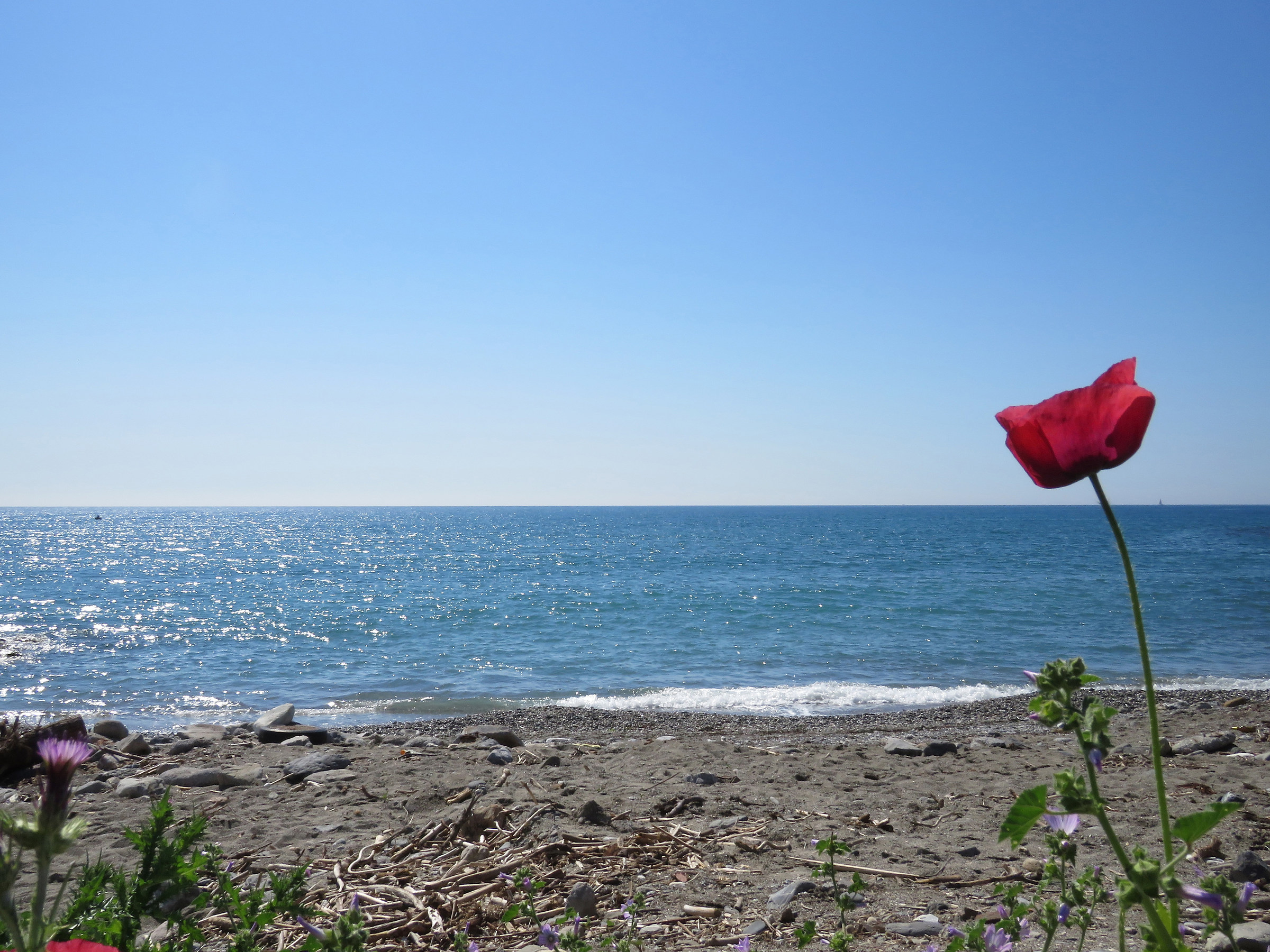 The poppy and the sea