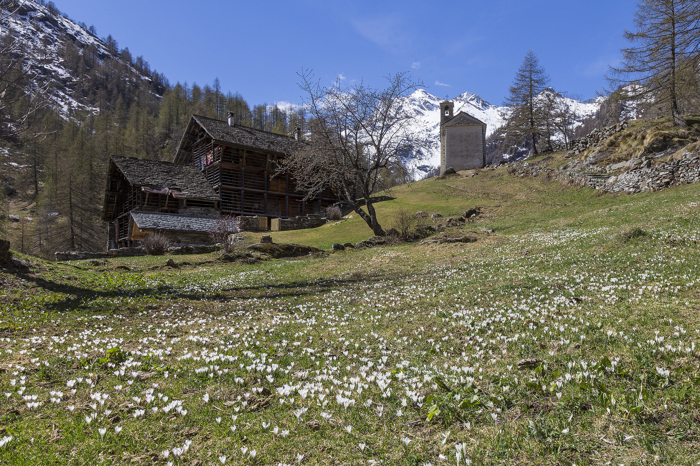 Alpe Peccia in spring (Valley Vogna)
