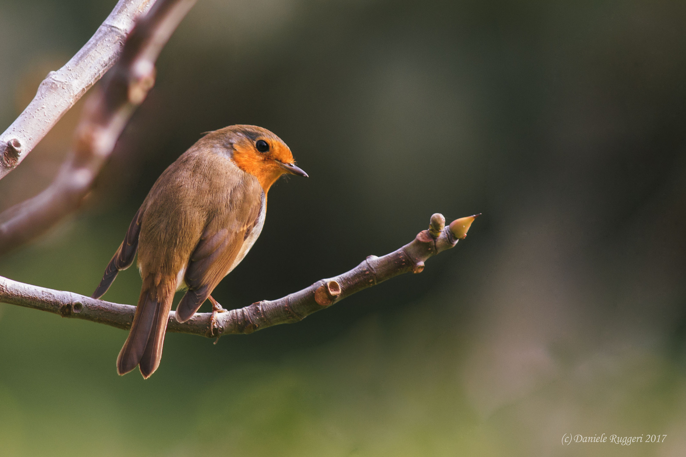 .. e sto paparazzo che vuole?!