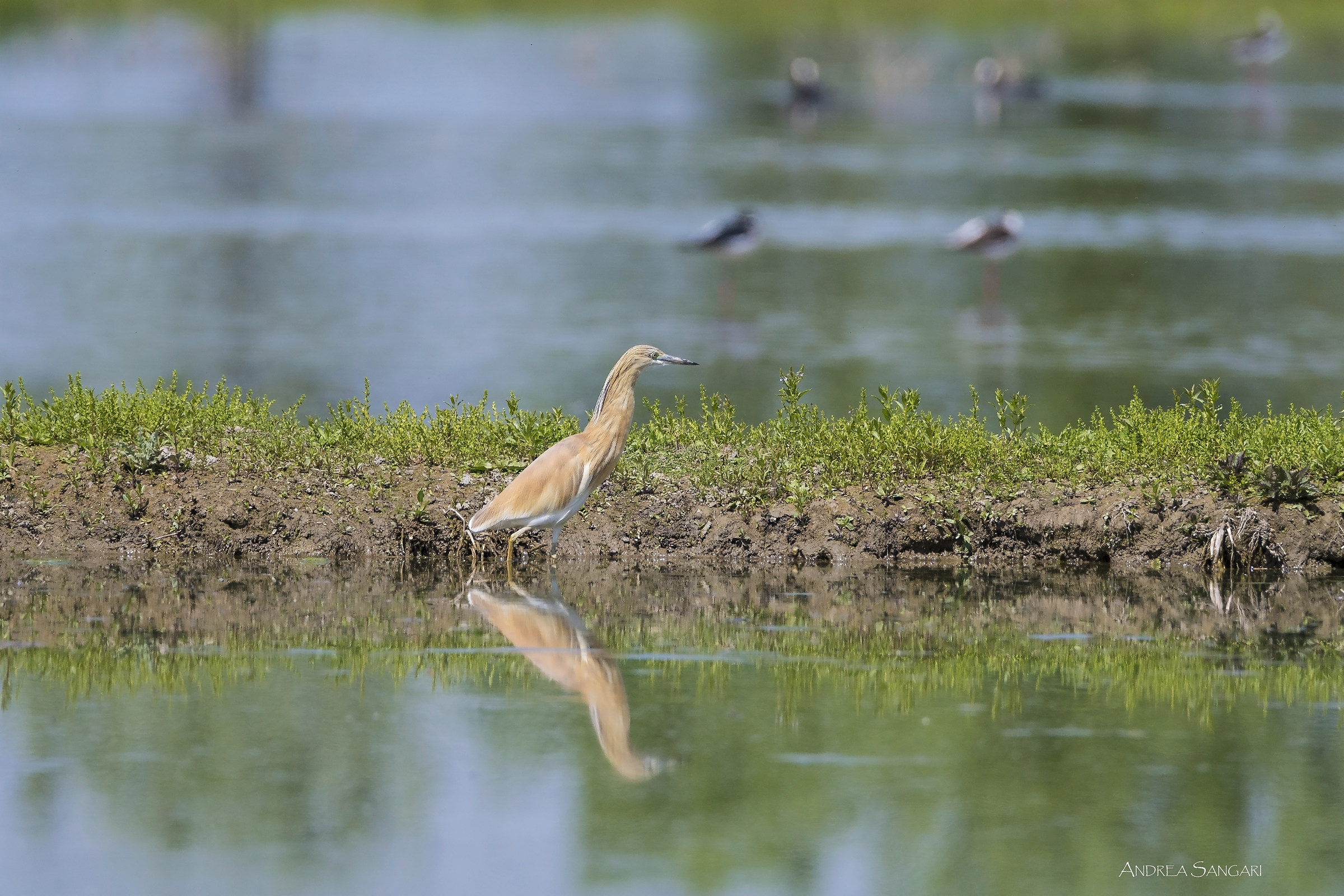 La sgarza dal ciuffetto