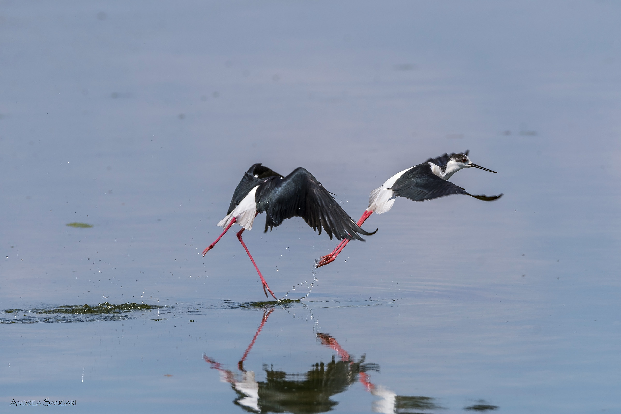 Cavalieri d'Italia in acrobazia
