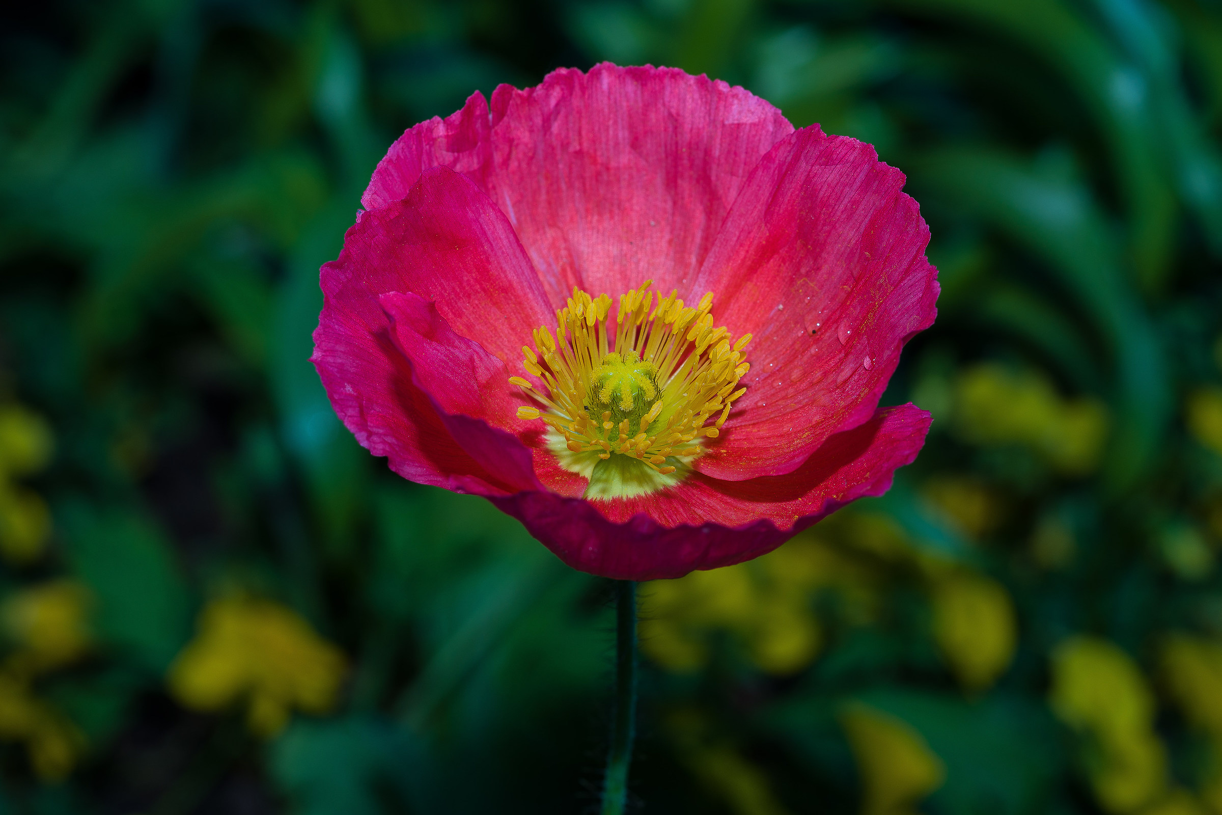 Poppy