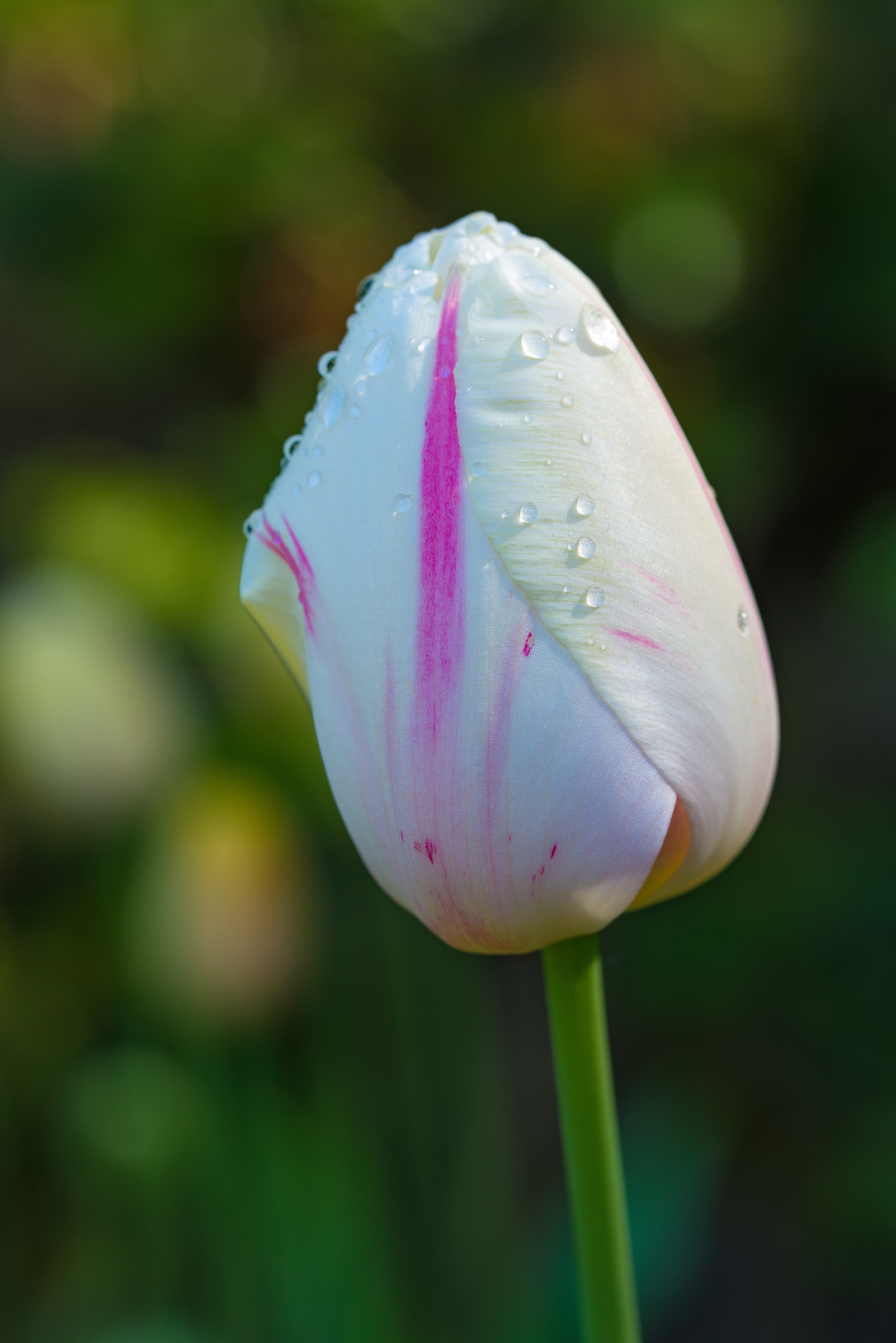 Tulip