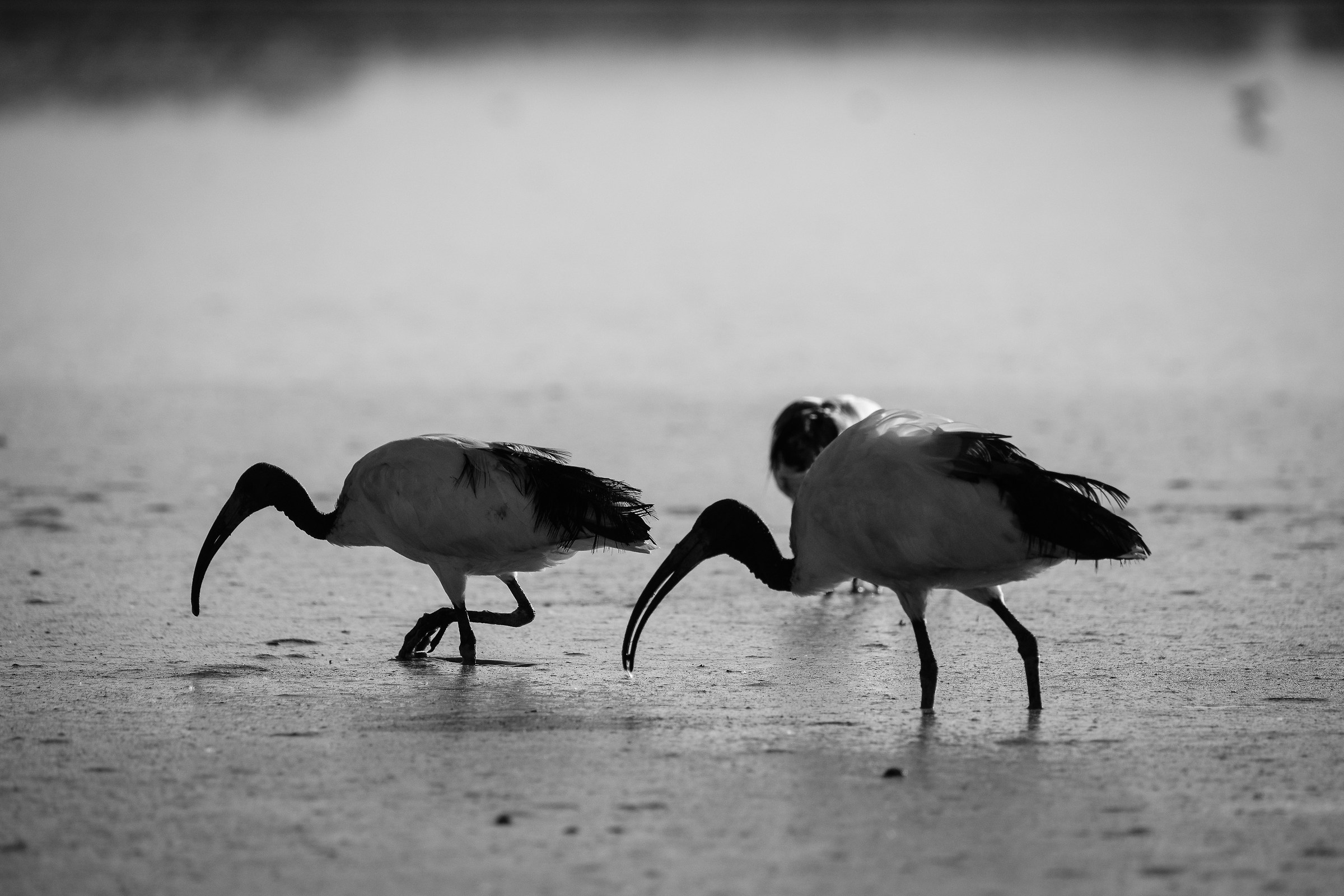 Rice paddies: Sacred Ibis