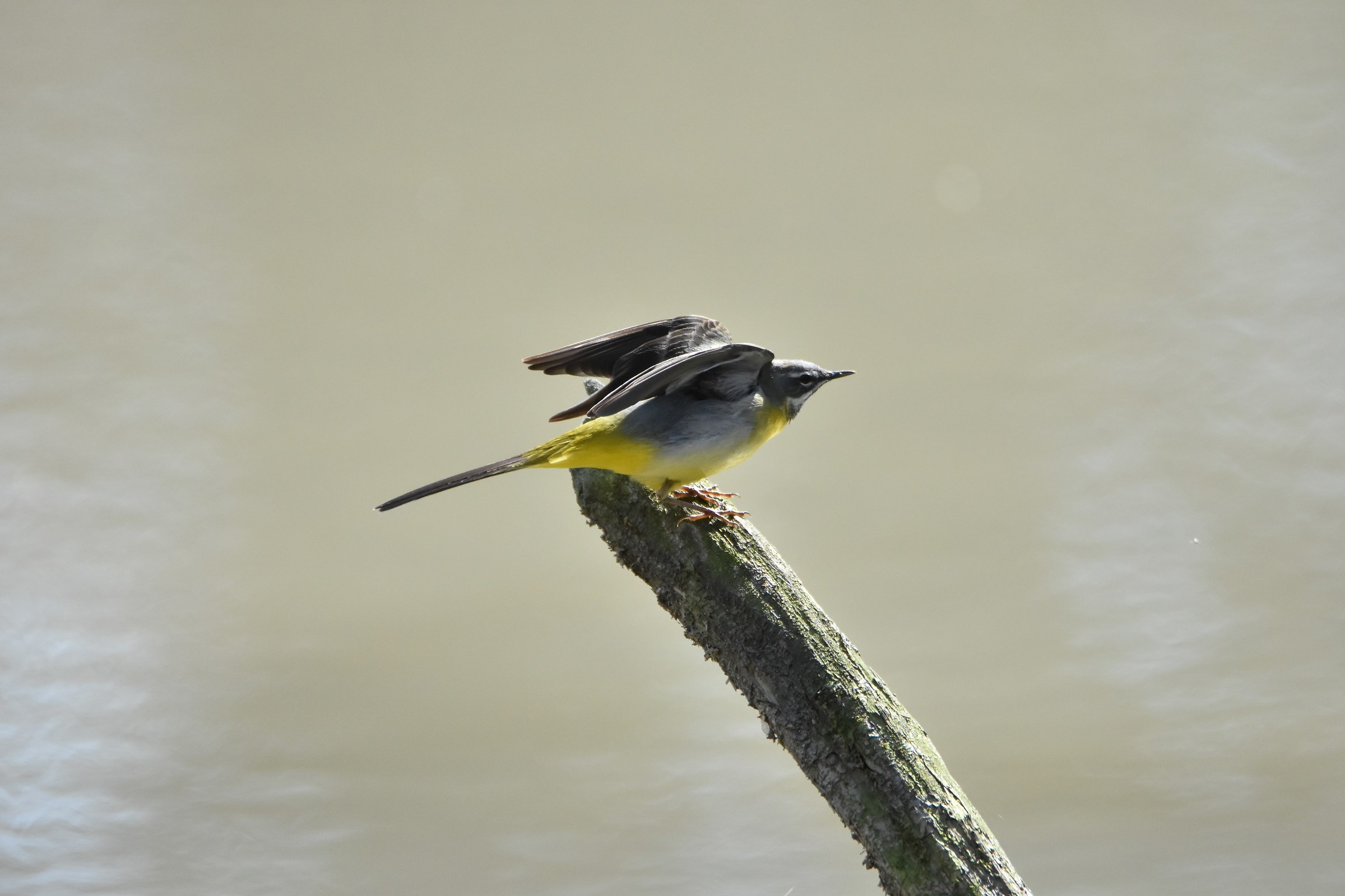 Gray Wagtail