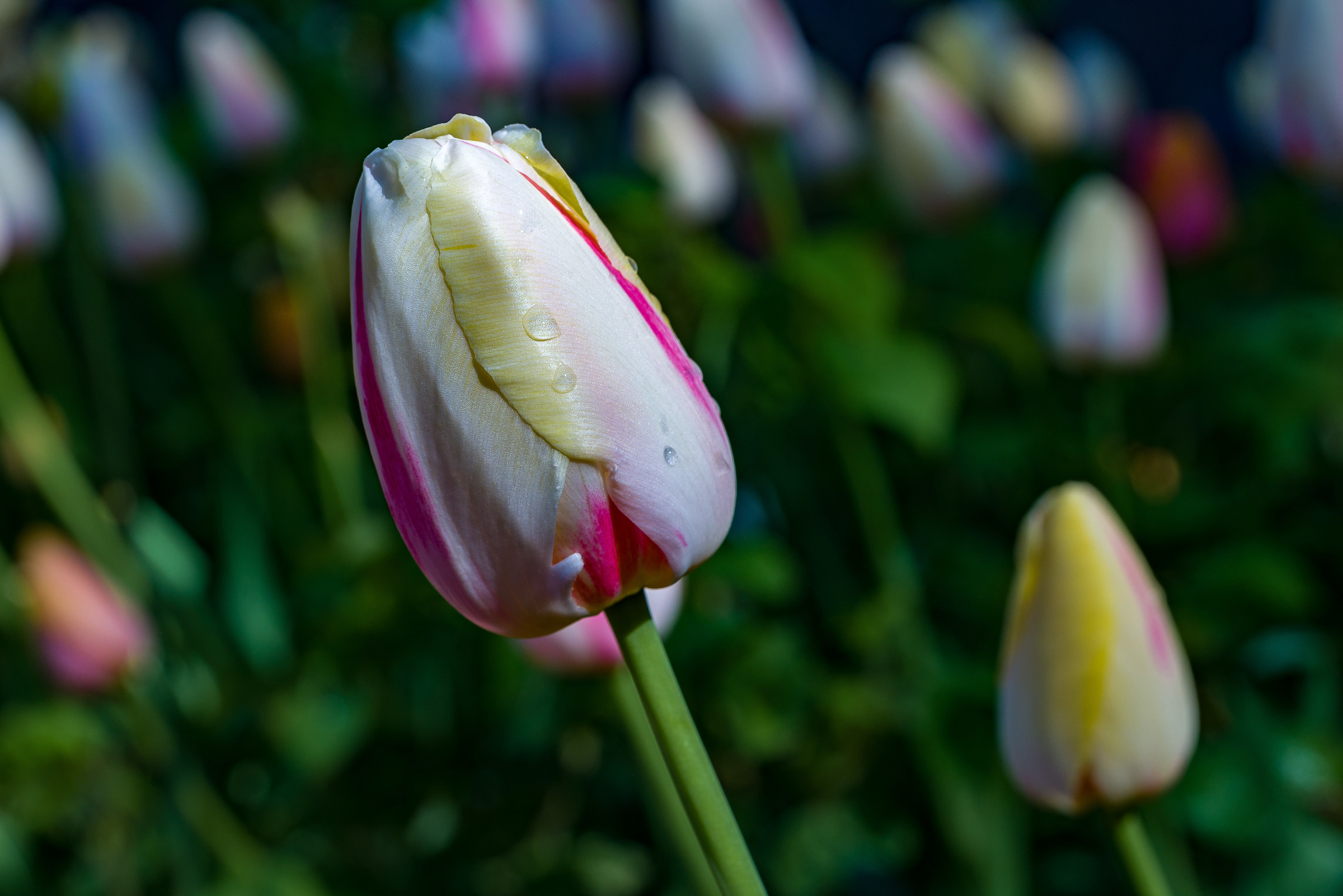 Tulips
