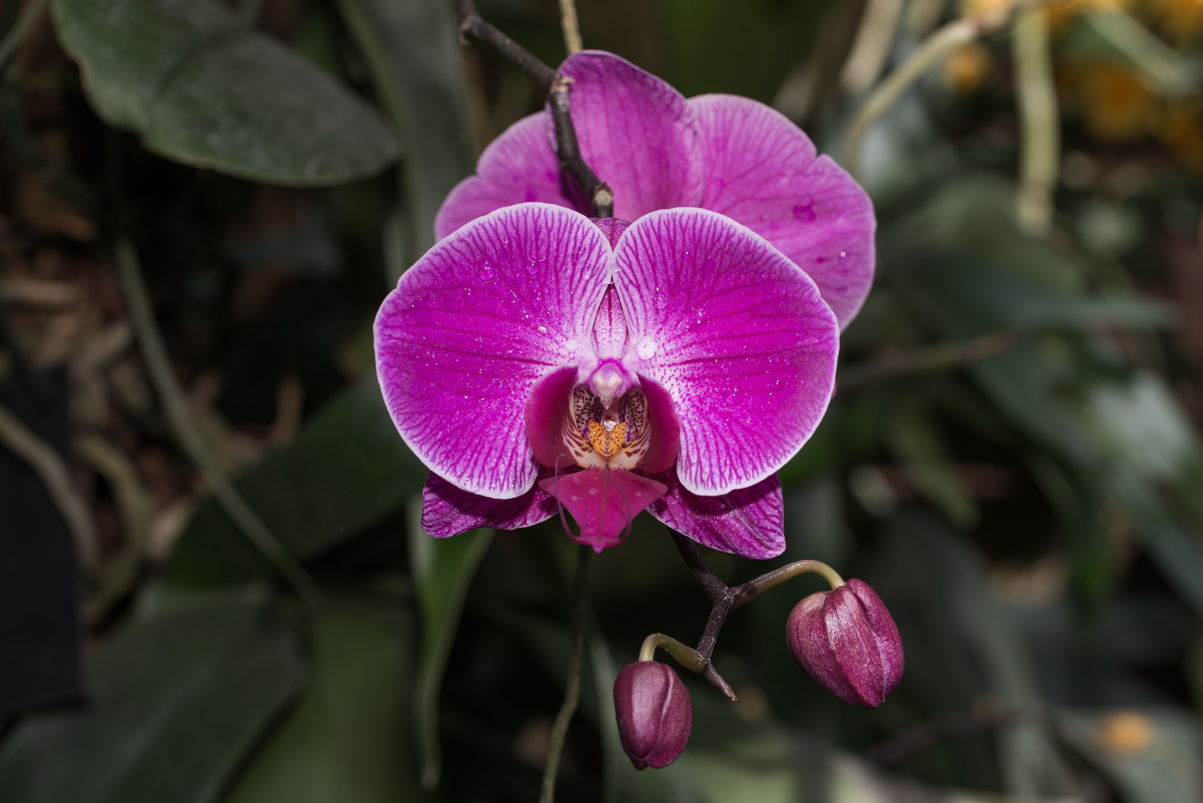 Orchids