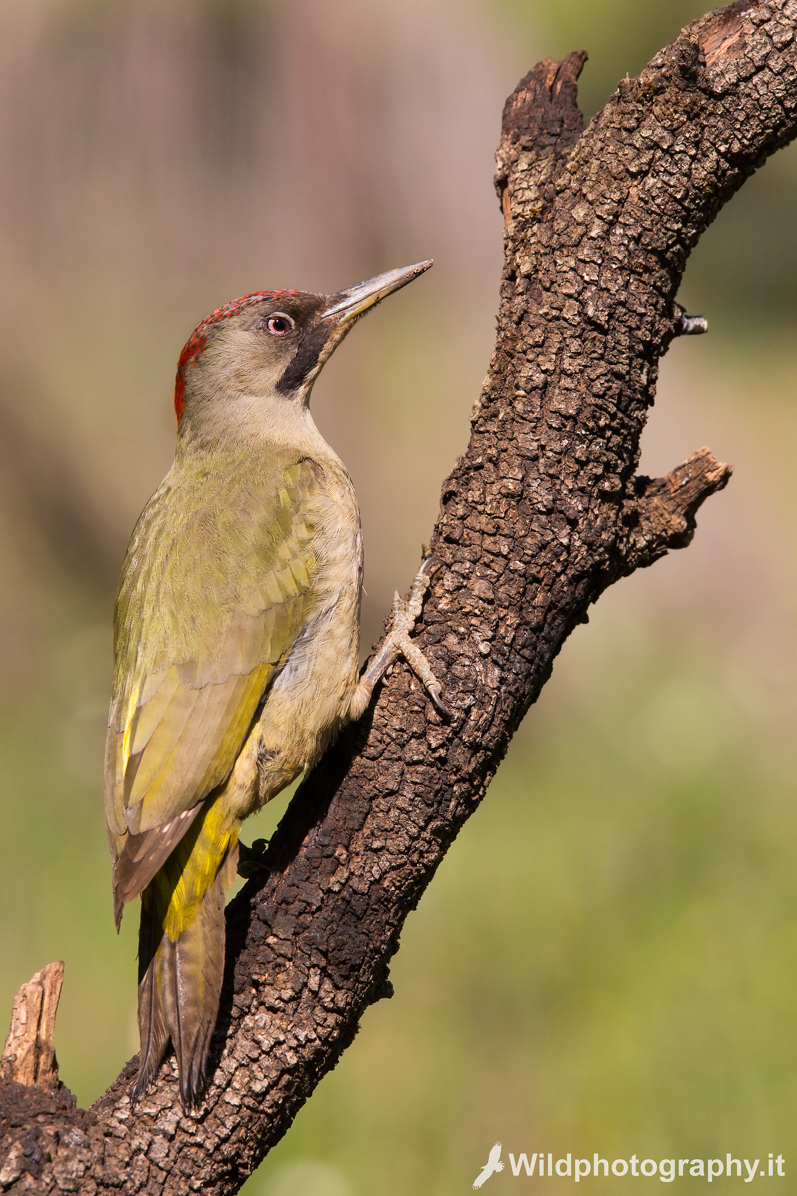 green woodpecker