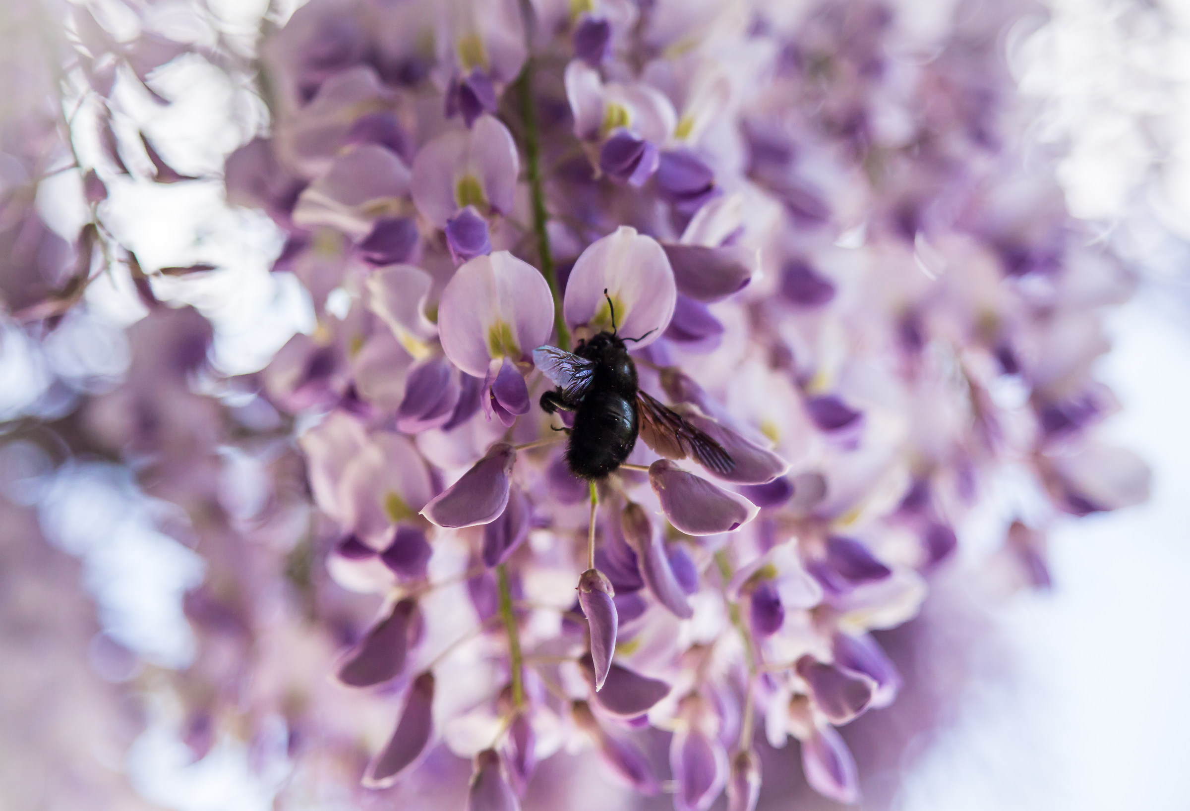 Wisteria in bloom