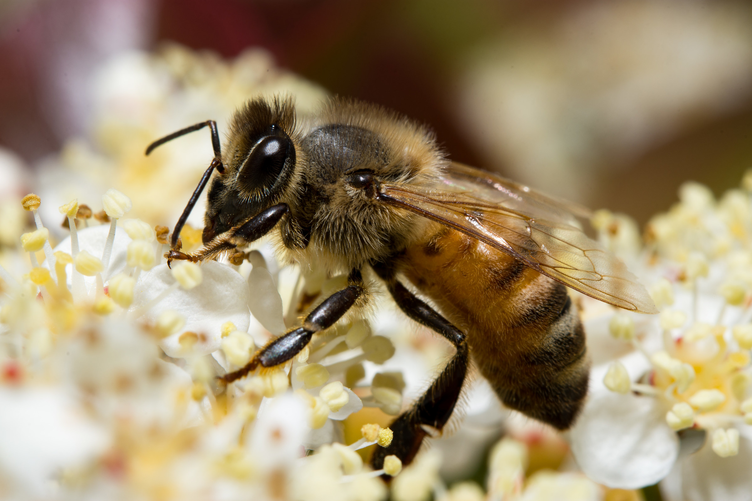 Ape su fiore di Fotinia