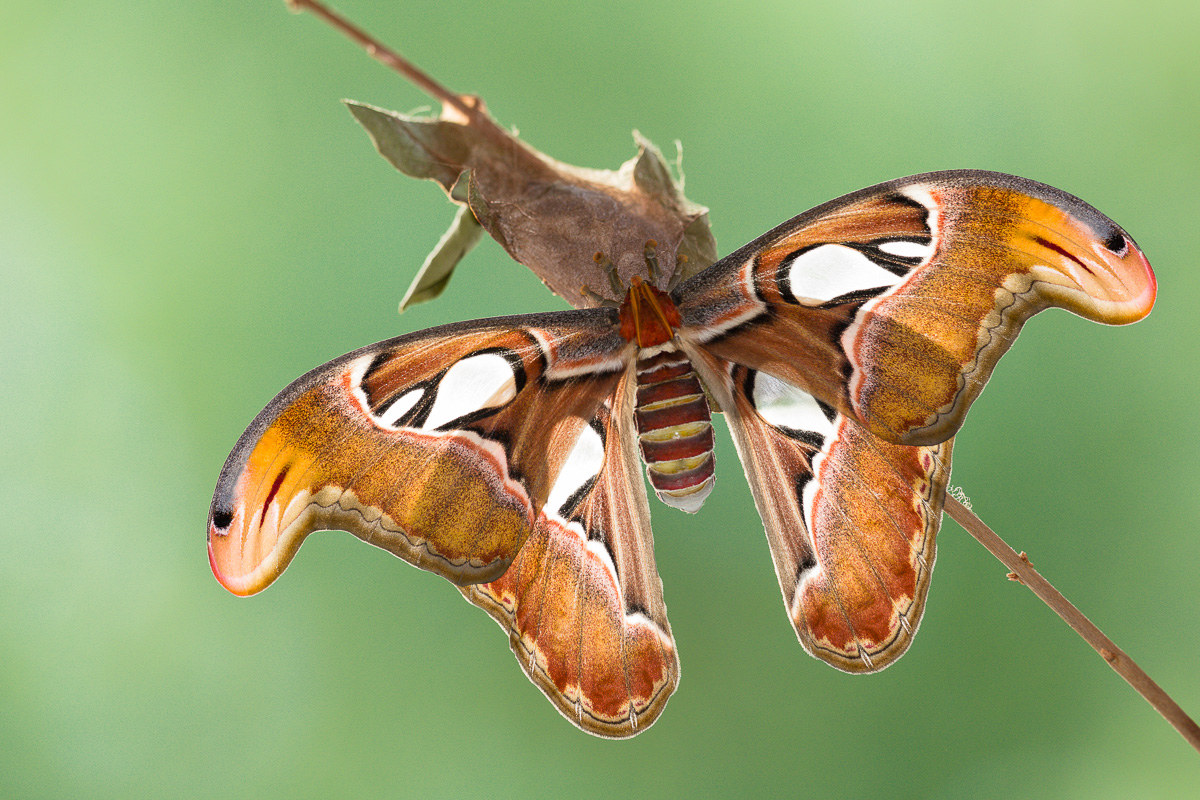 Moth cobra (Attacus atlas) recently sfarfallata ....