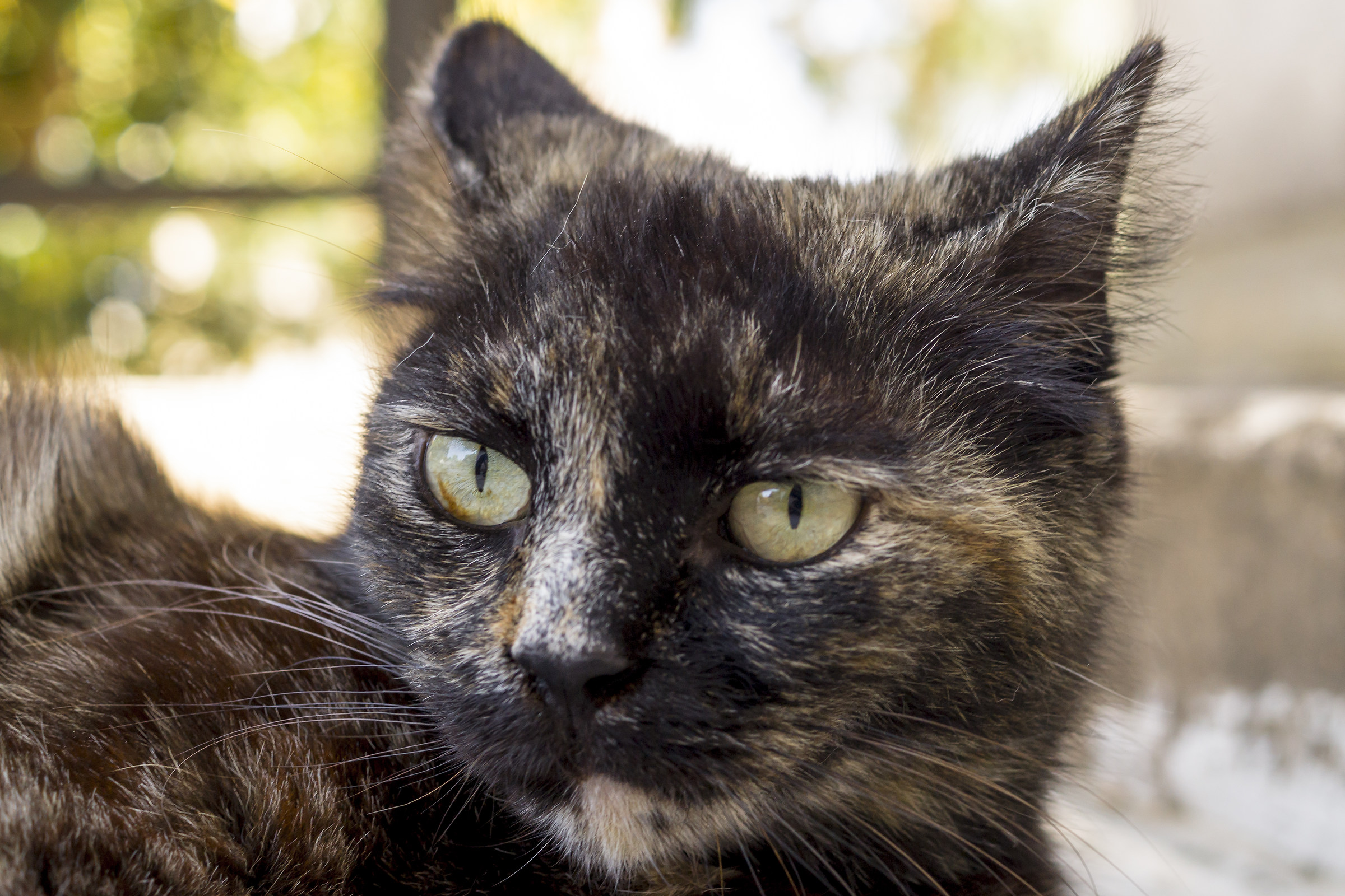 Unknown but affectionate