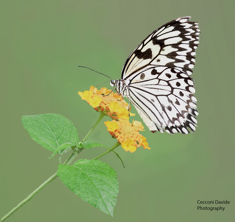 Rice Paper Butterfly