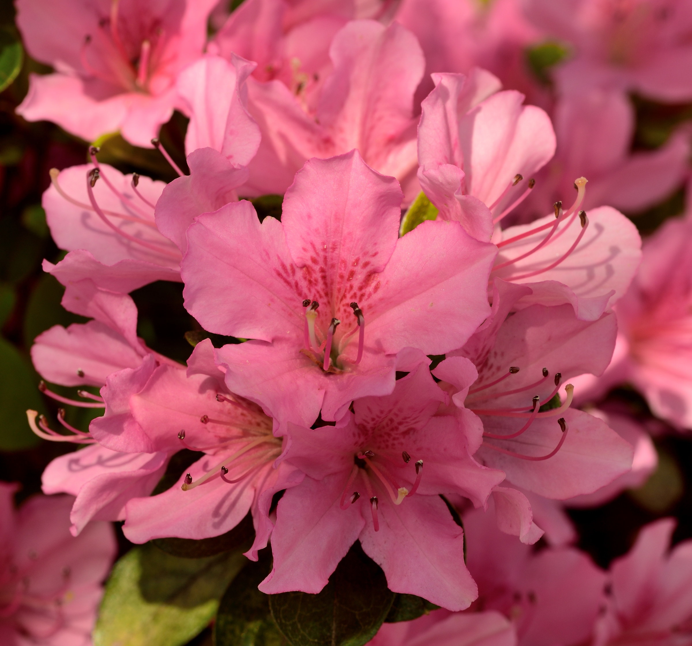 azaleas