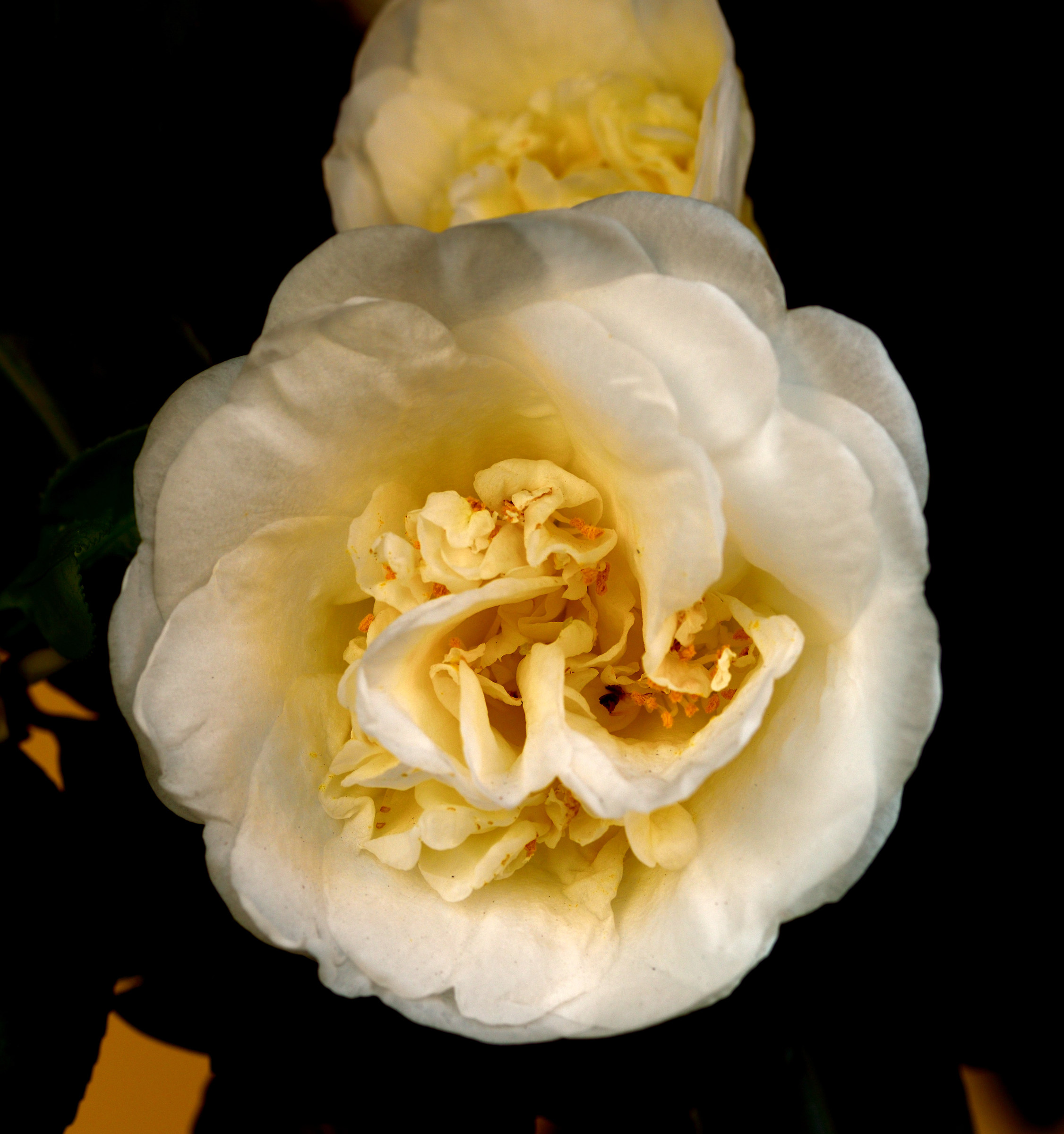 camellia