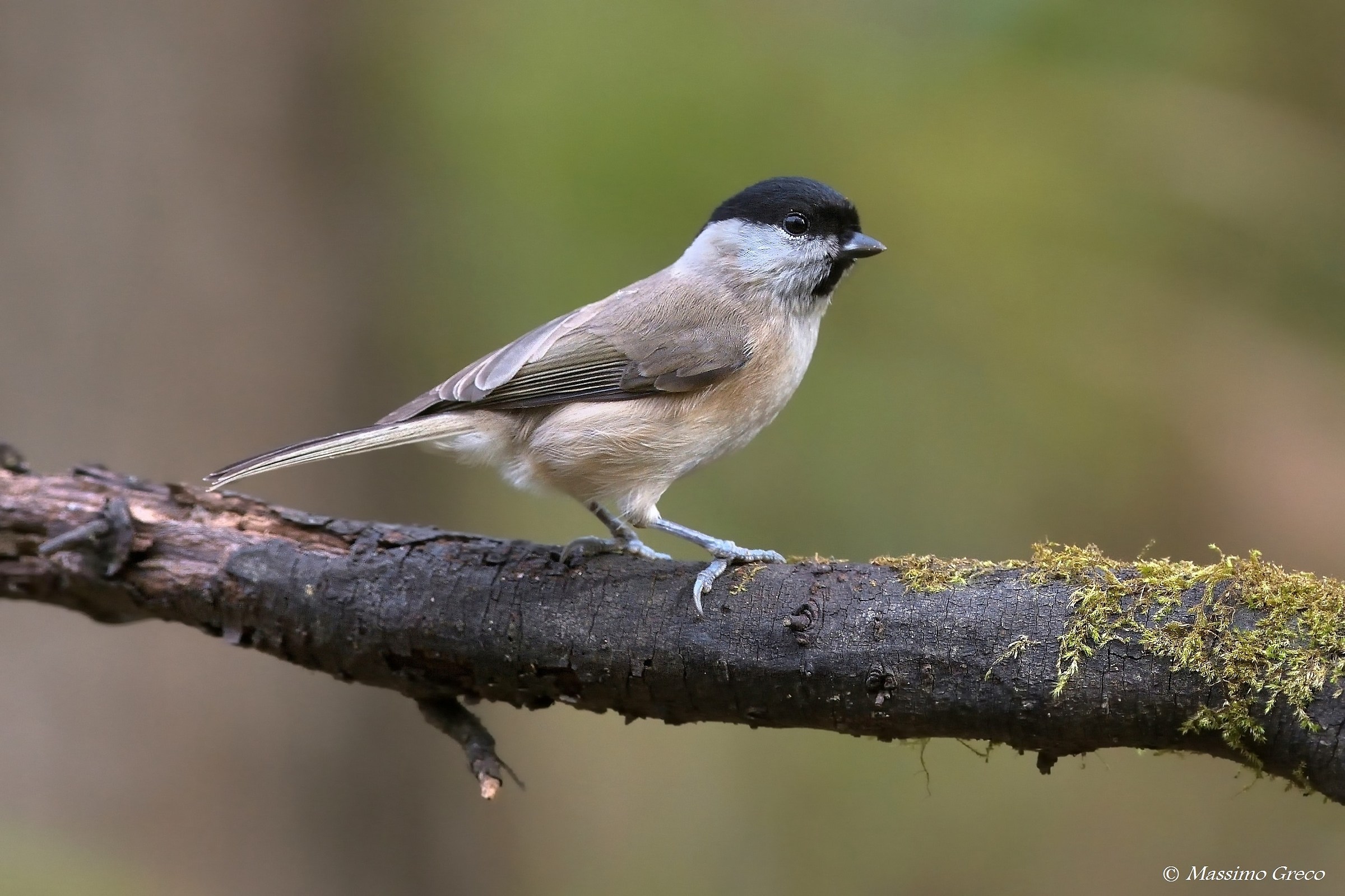 Cincia bigia (poecile palustris)