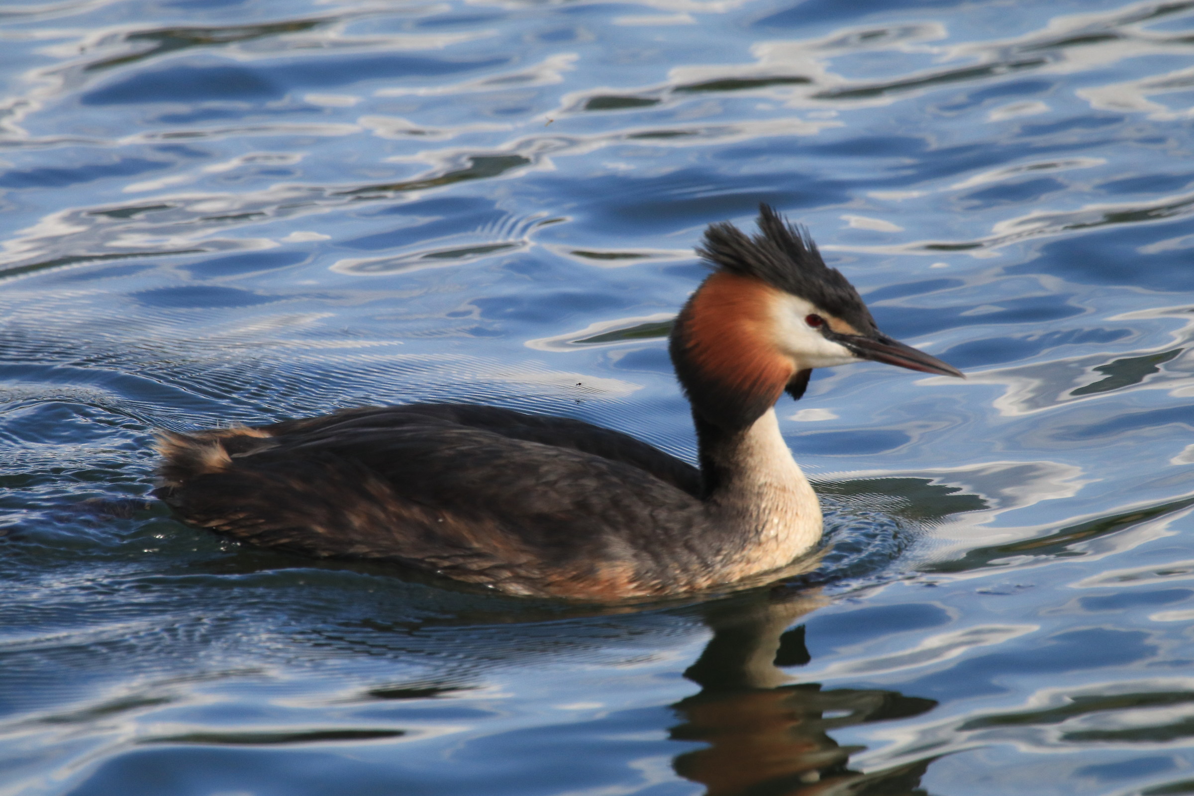 Grebe