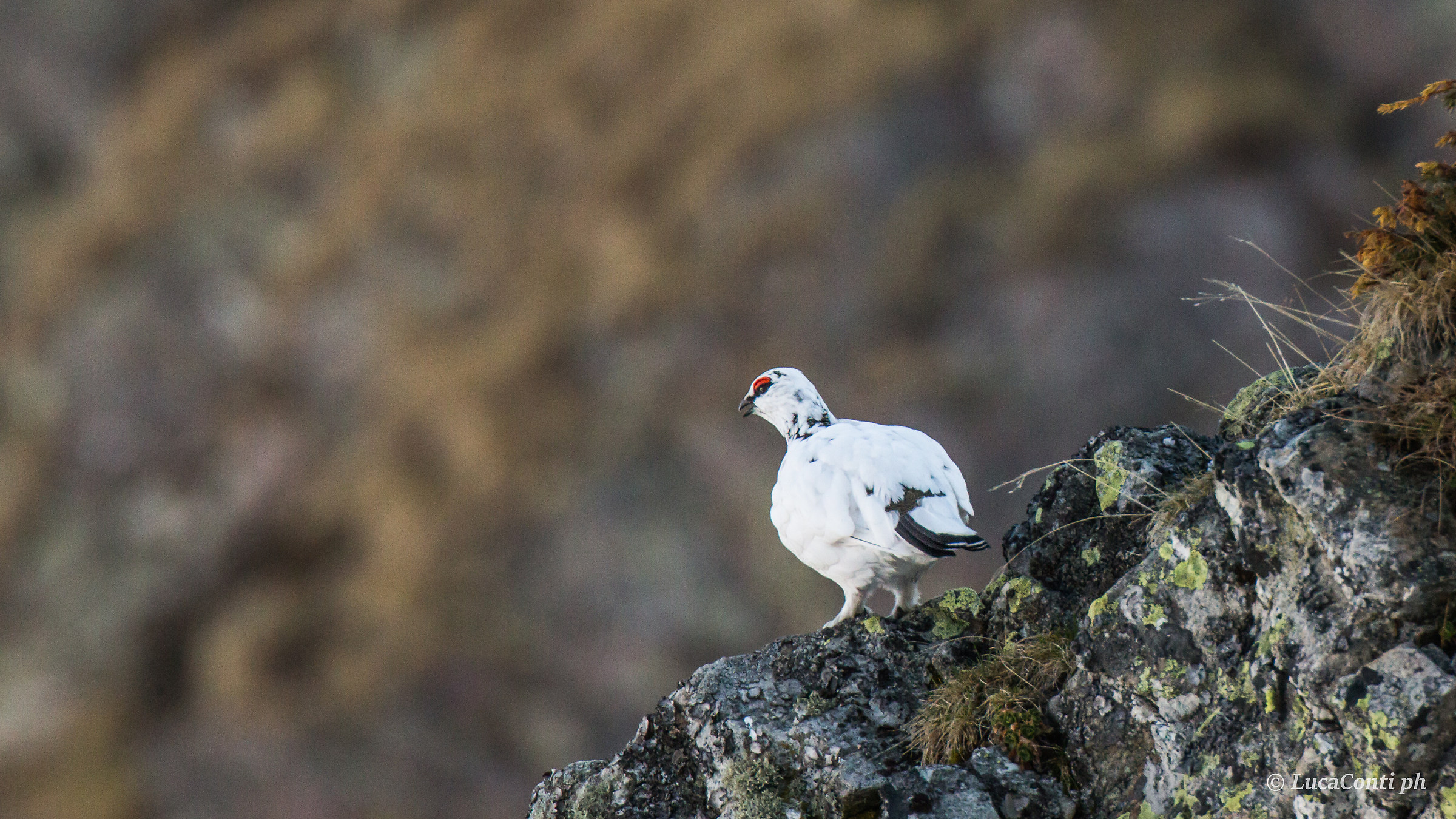 Partridge White Male in singing