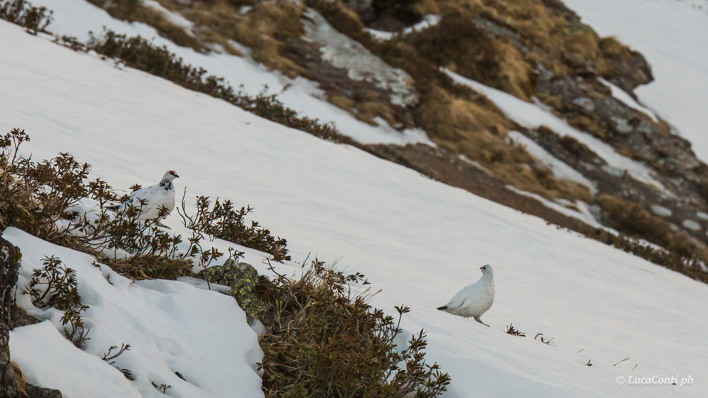 Male and Female Ptarmigan in bridal parade