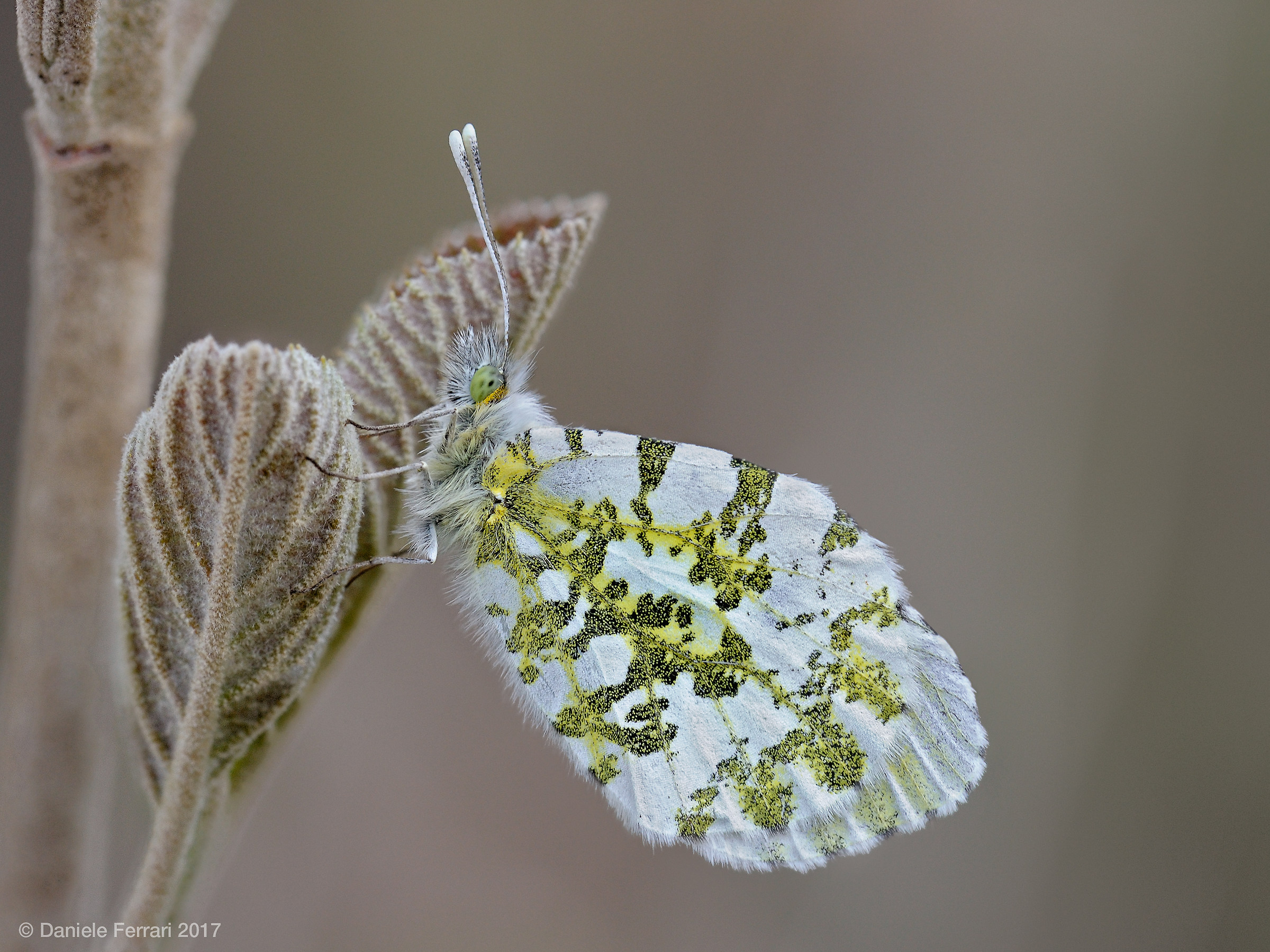 Anthocharis cardamines