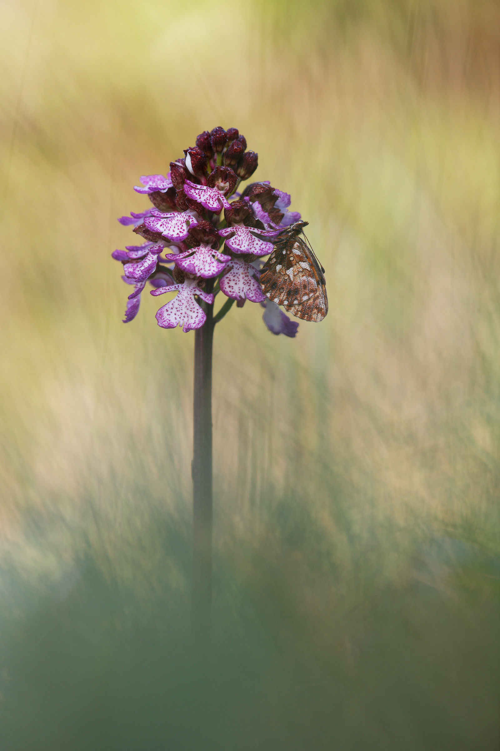 Orchis purpurea con Boloria dia