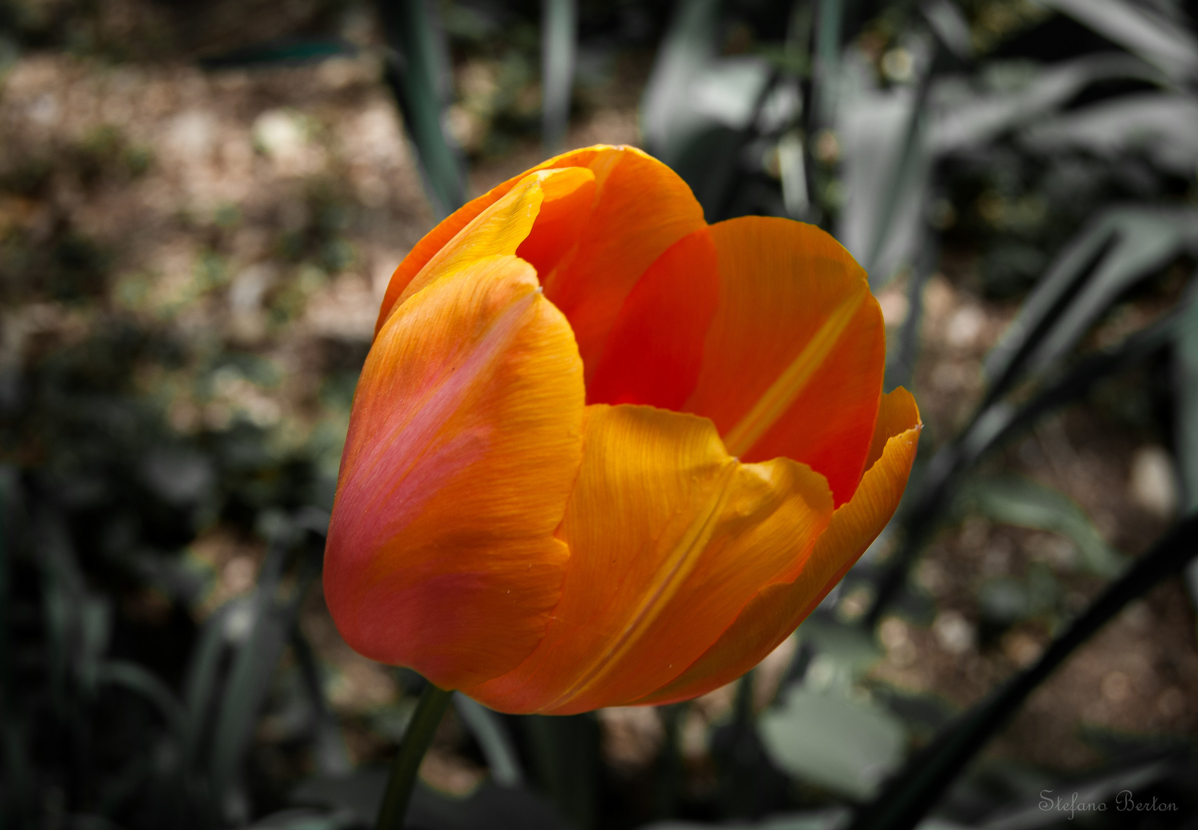 Tulip