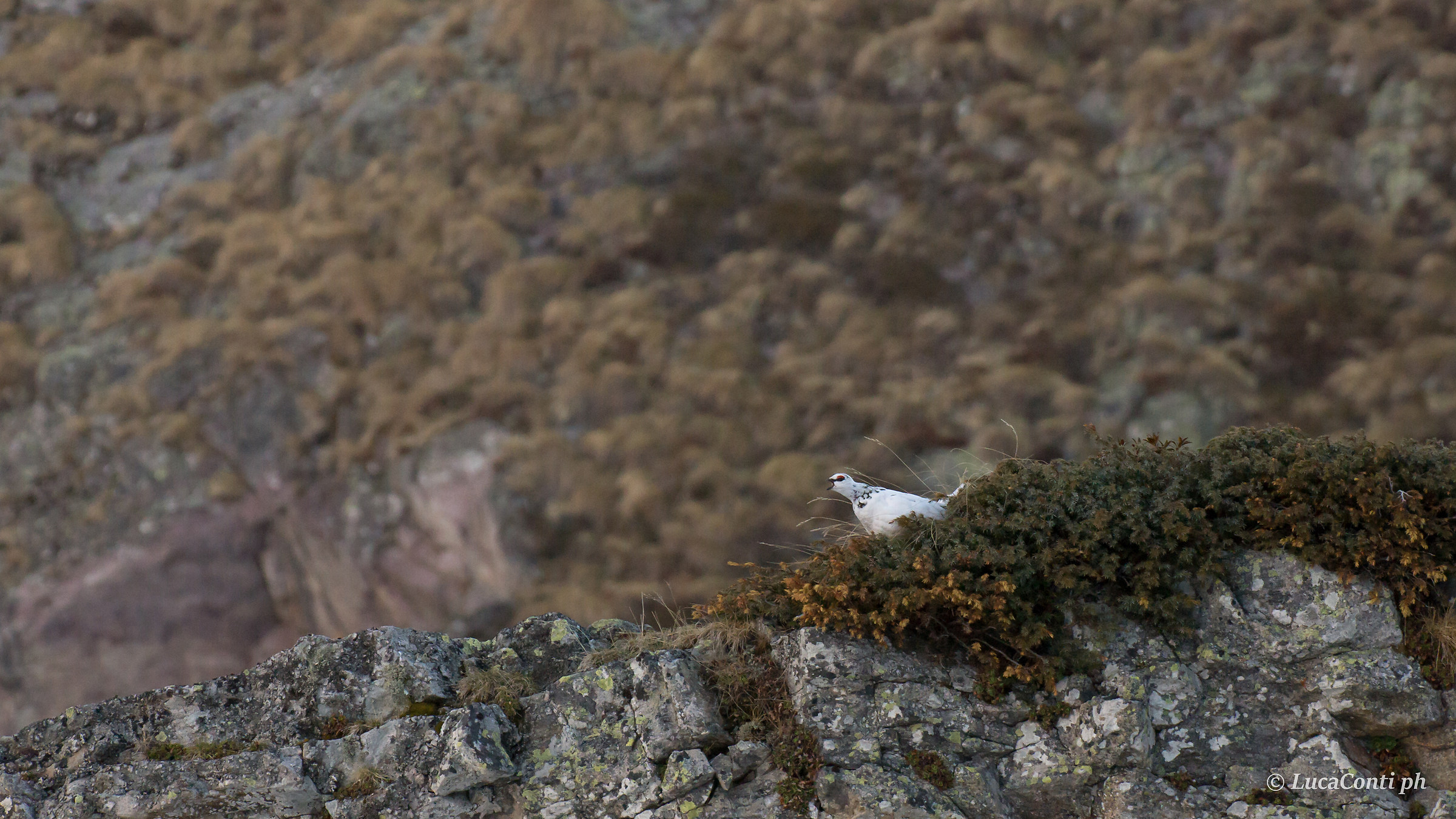 Partridge White Male in singing