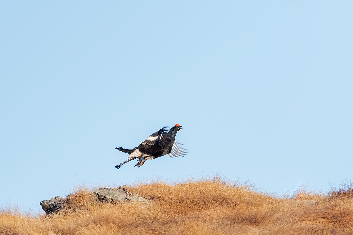 the jump of the rooster