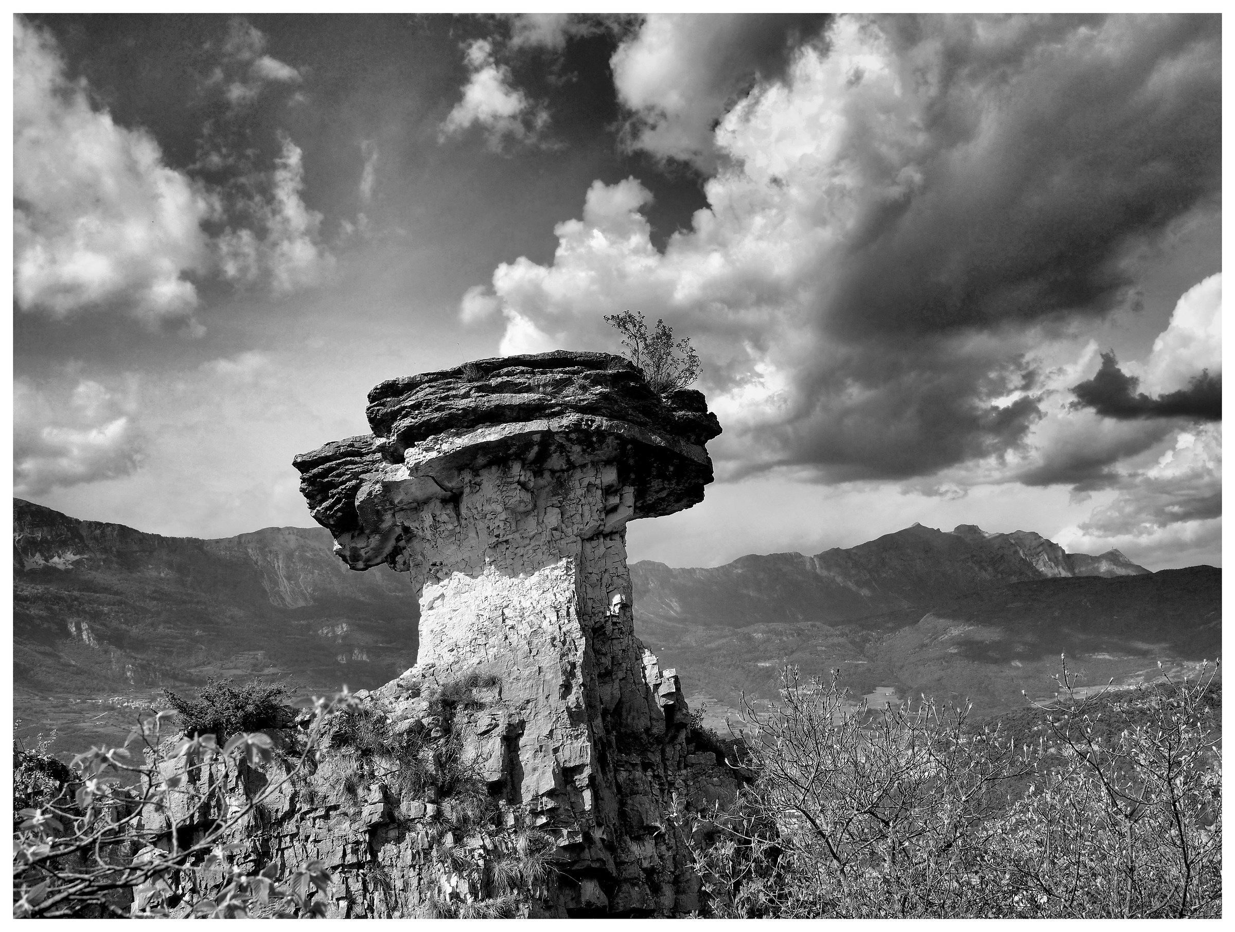 the fungus to Albaredo