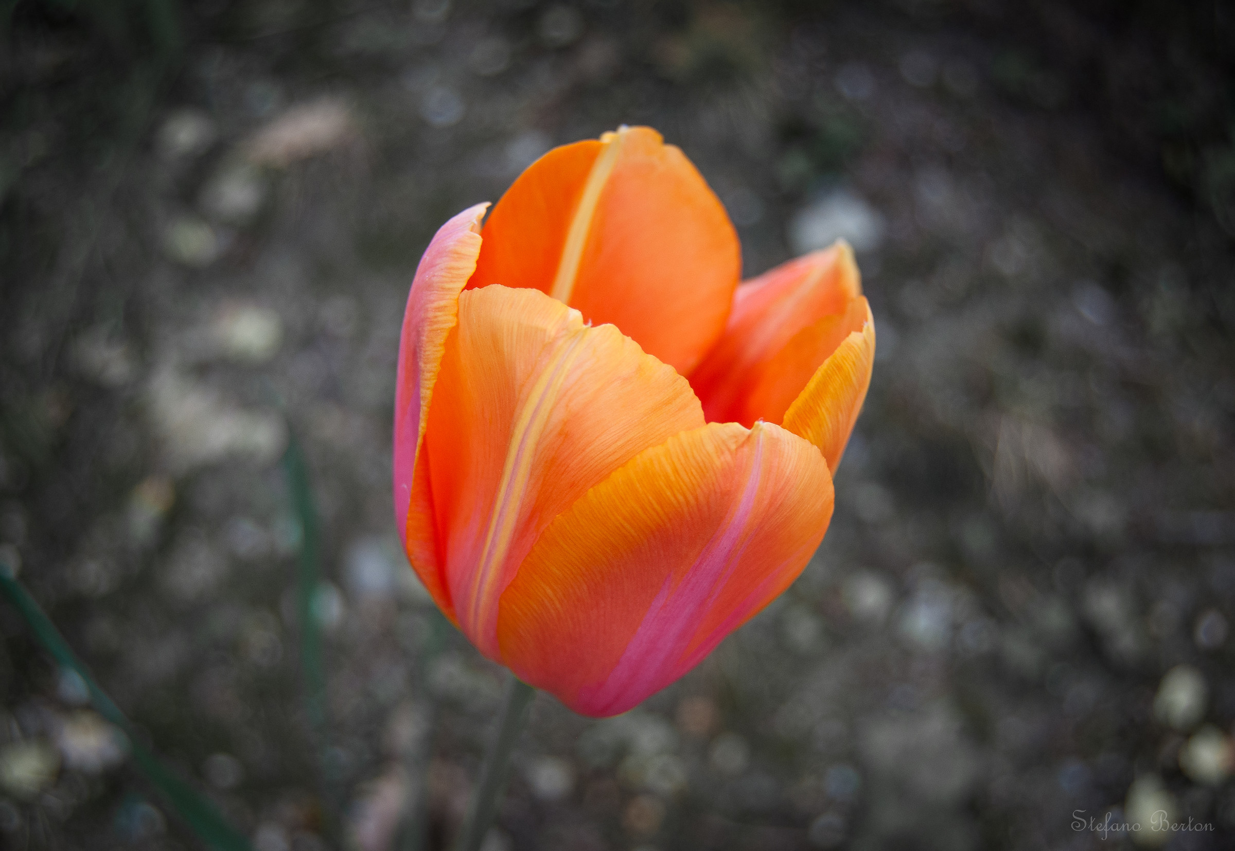 Tulip
