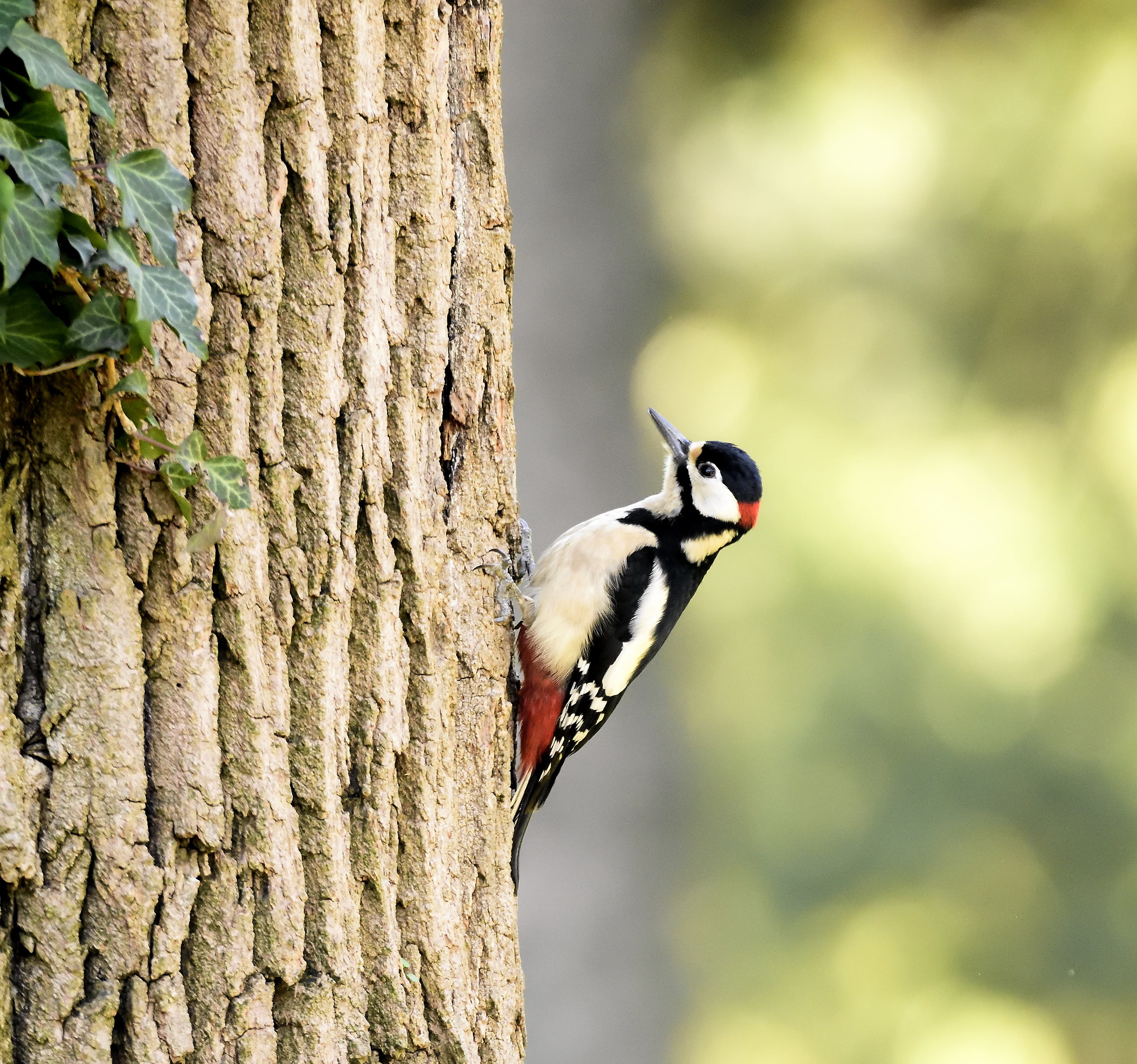 great spotted woodpecker
