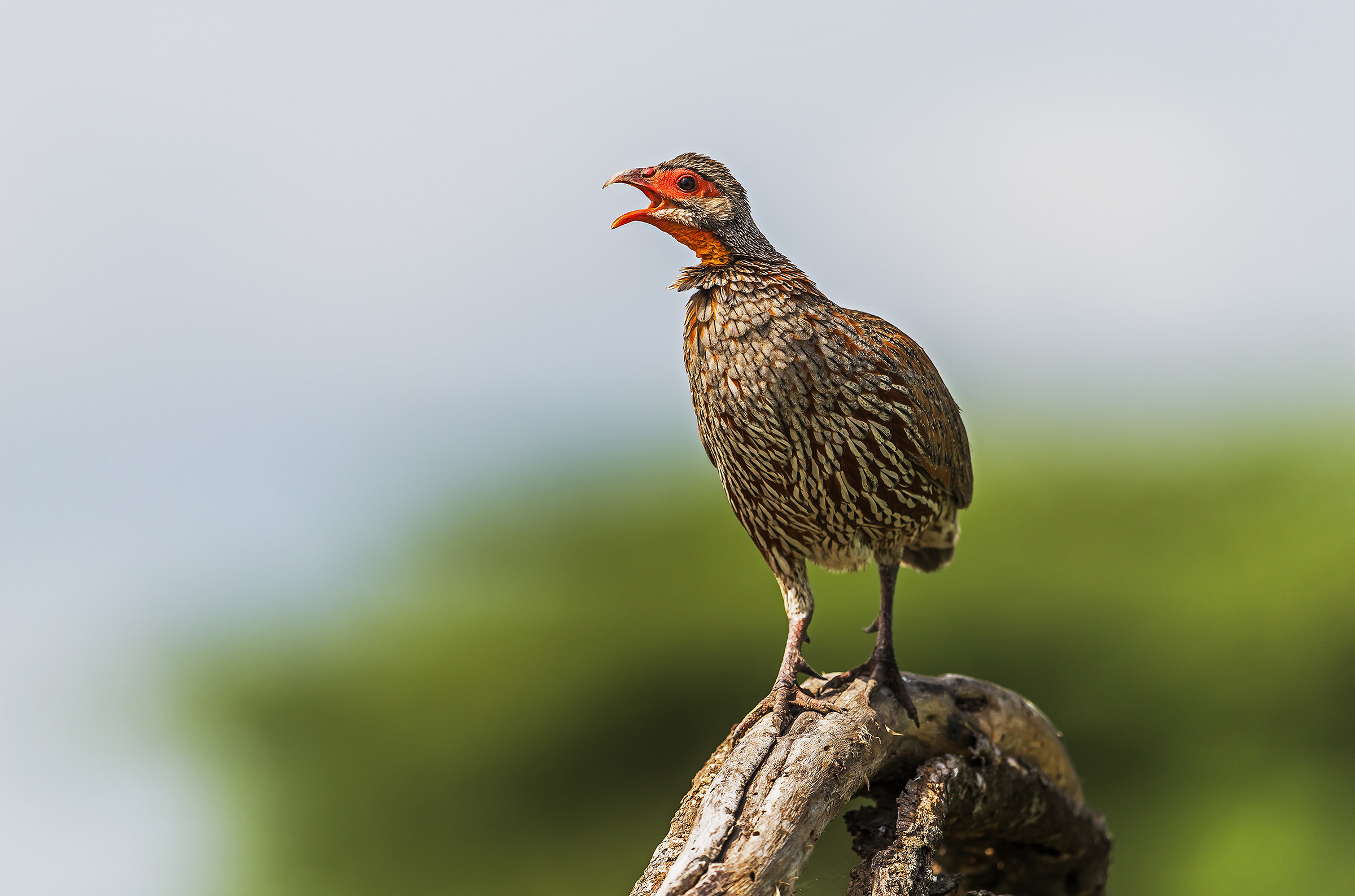 Tanzania 2017 - Francolino