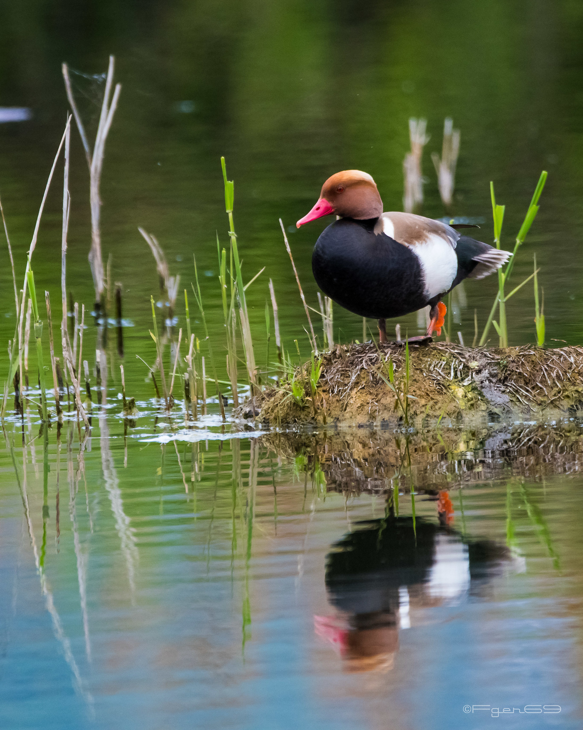 Fistione turkish - bogs of sebino