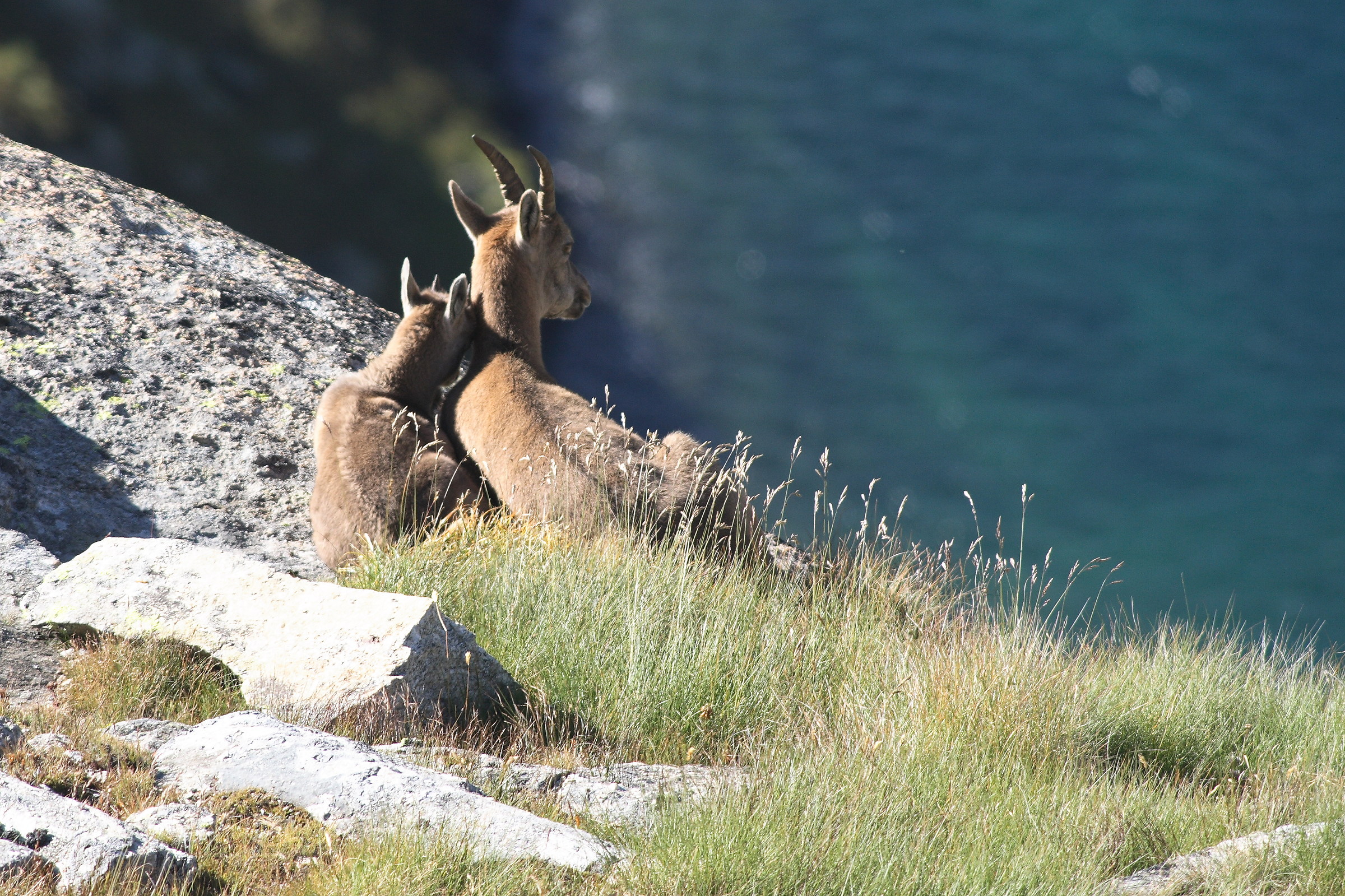 mother mountain goat and small