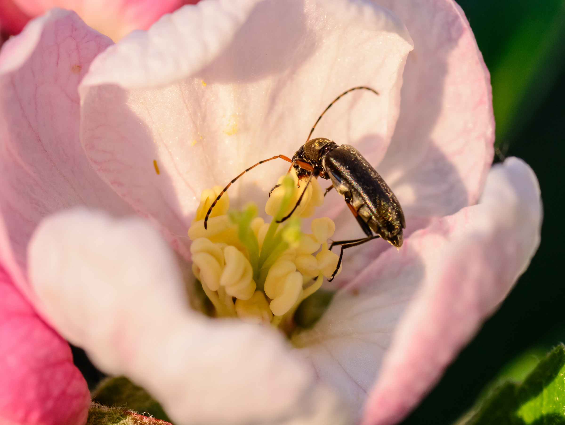 At lunch on the apple tree