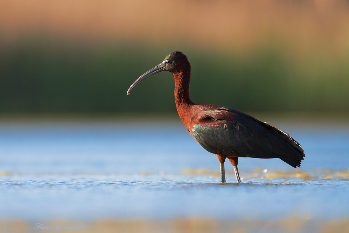 Glossy Ibis