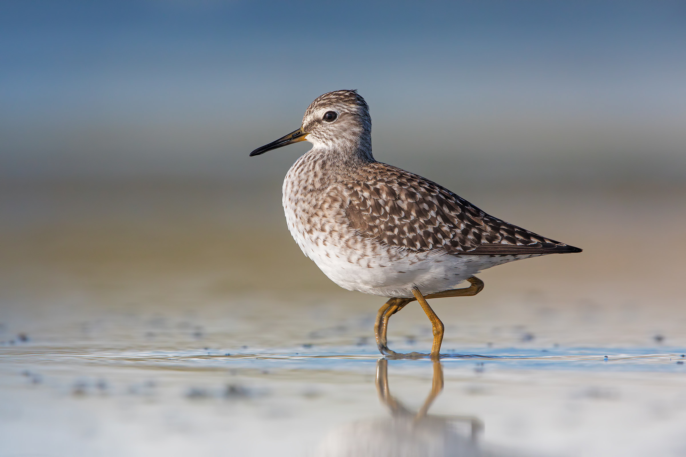 Wood Sandpiper