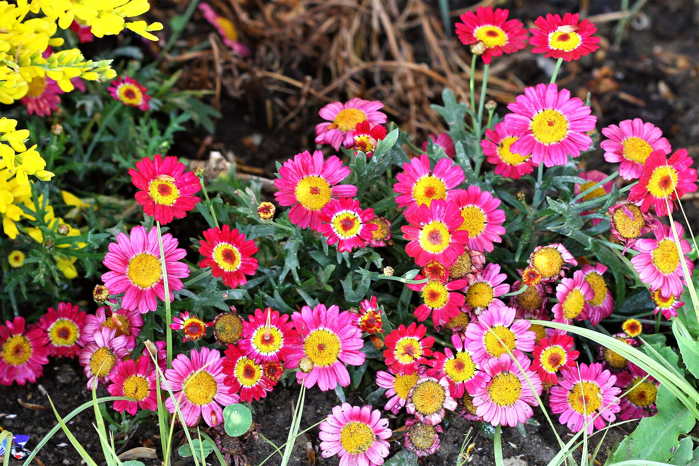 The colors of Easter 2017