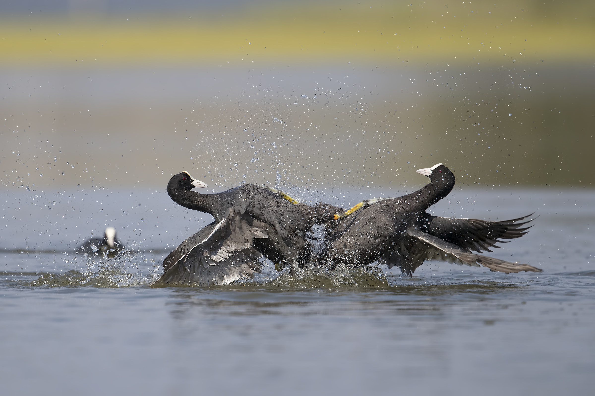 coots ... questioning.