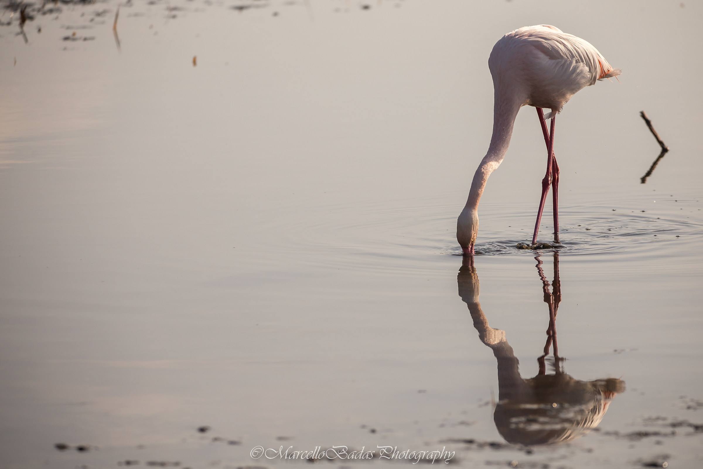 Gent'arrubia..riflessa.